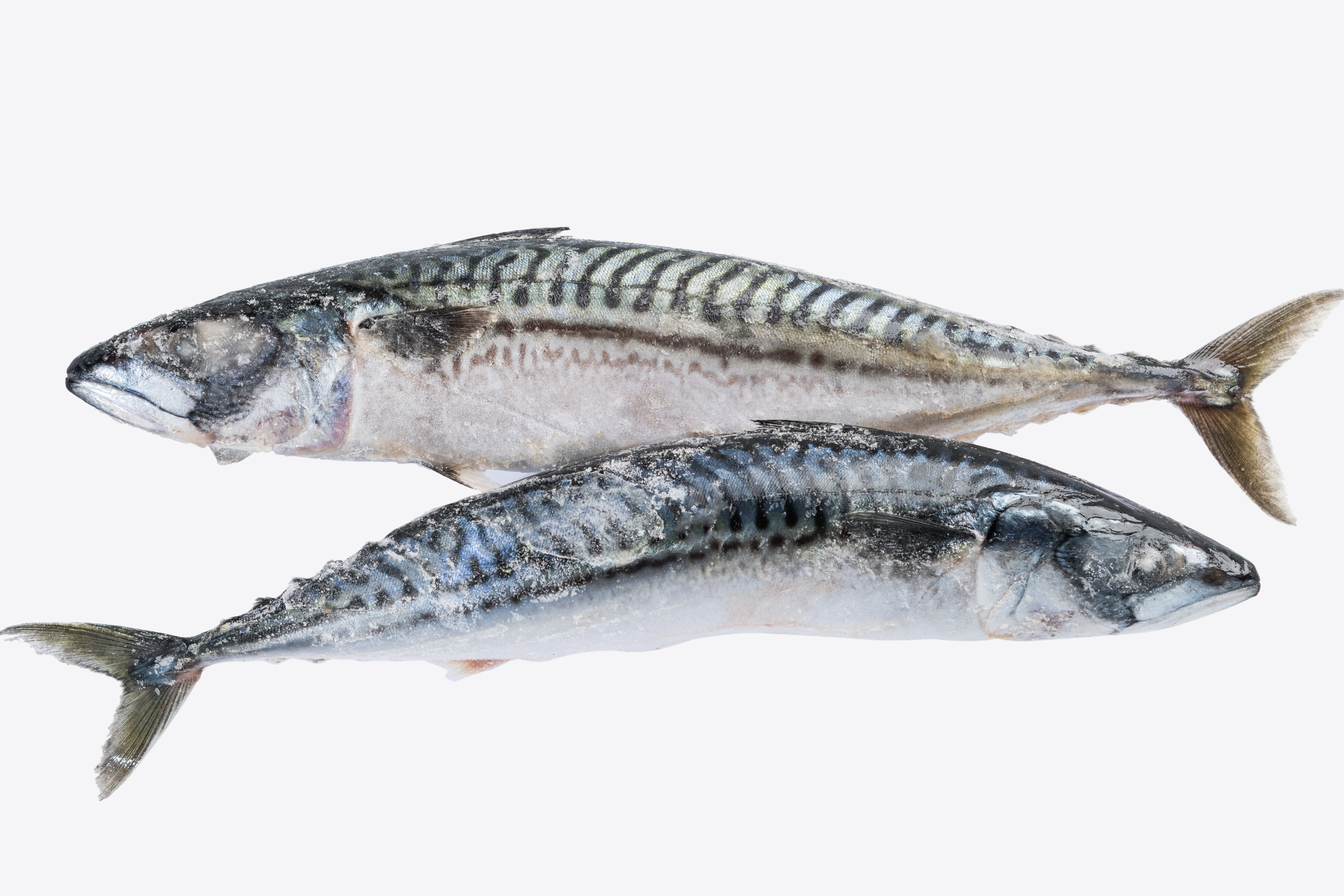 Фото Скумбрія «Atlantic mackerel» 500+ с/м ваг