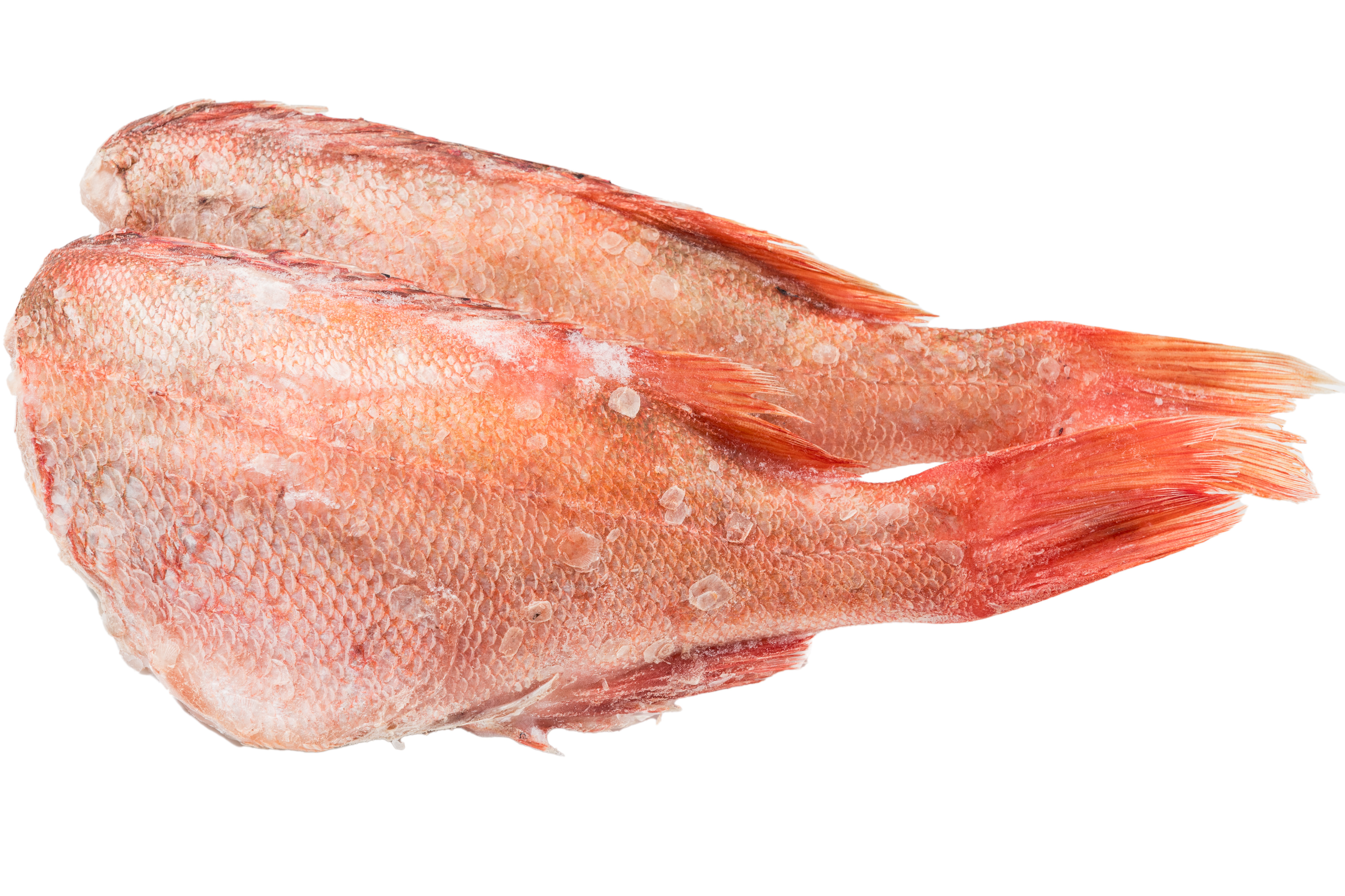 Photo Sea bass "Redfish" 500-700 s/m b/g weight Iceland
