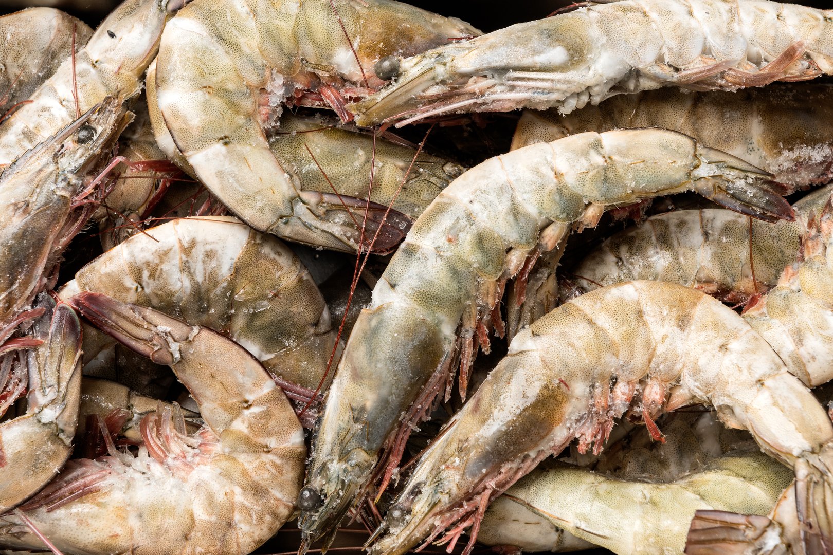 Фото Креветки королівськаи в панцирі «Shrimp» 20/30  з/г с/м ваг.