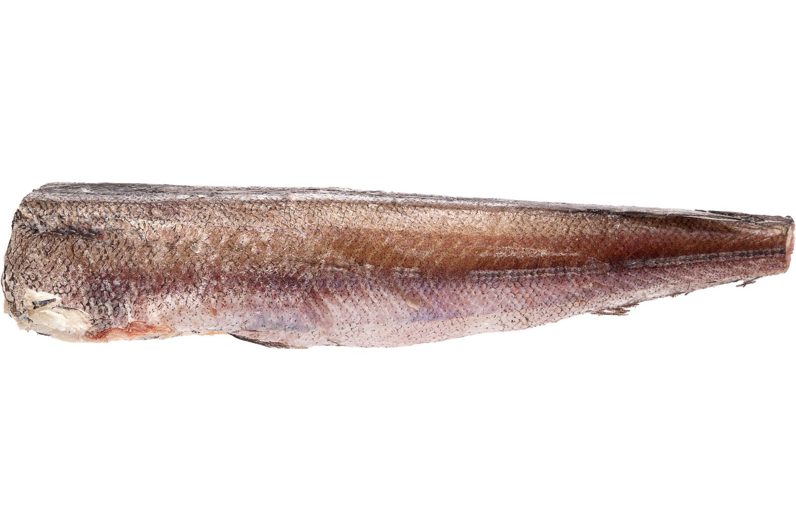 Photo Hake 100-300 America