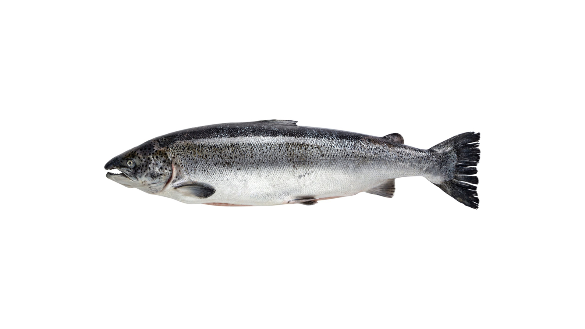 Фото Охолоджена риба та морепродукти