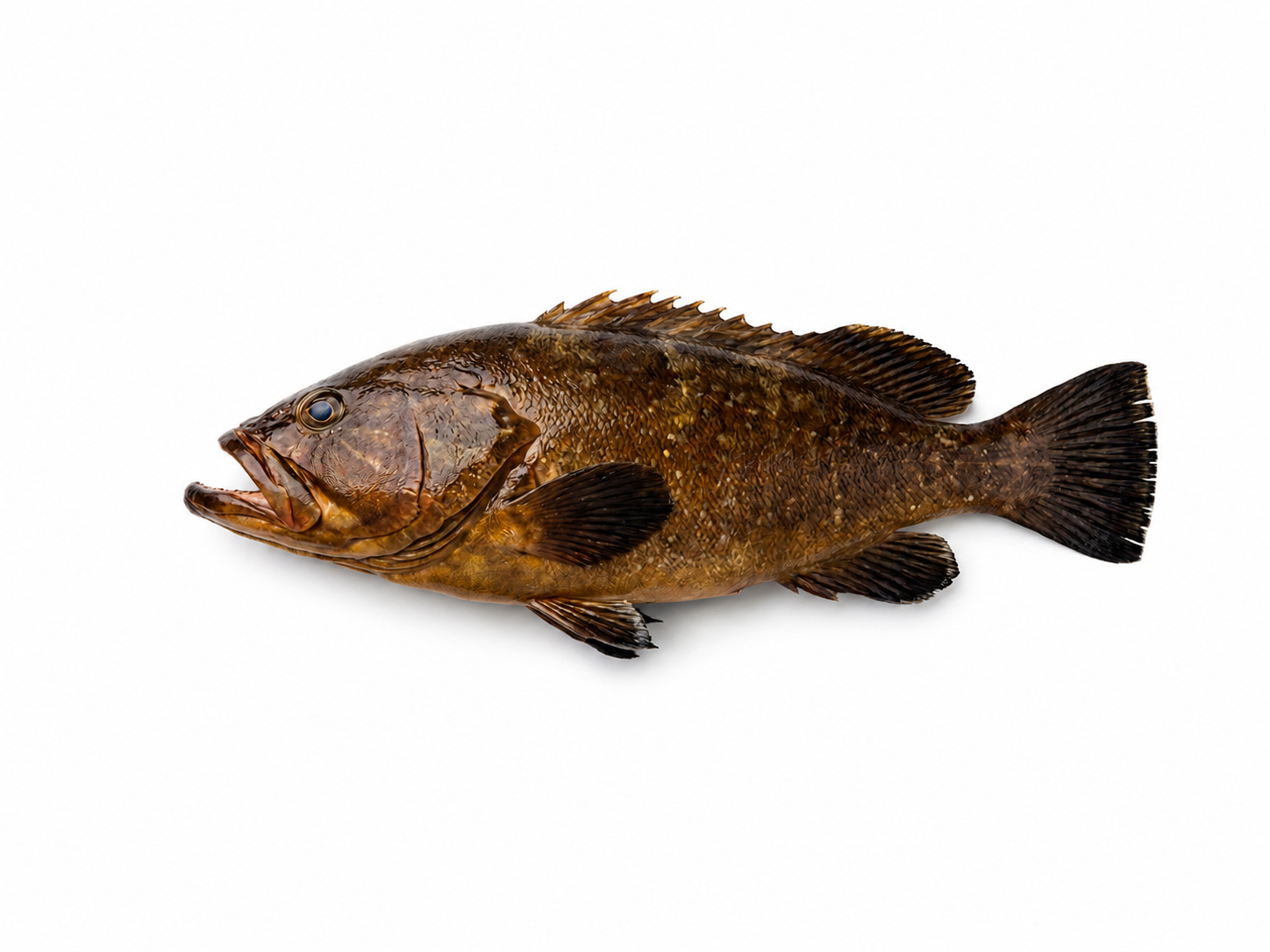 Фото Групп бурый «White grouper» охол.вес Греция