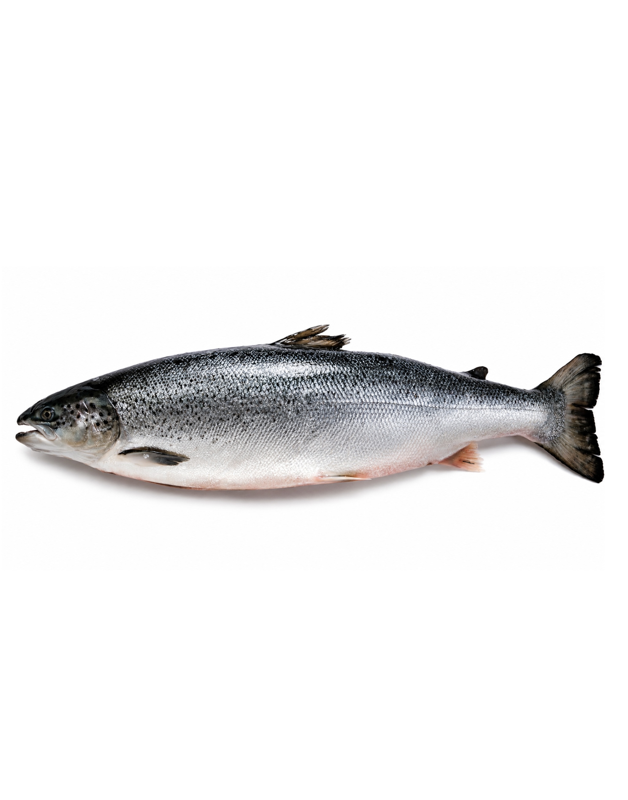 Photo Salmon 5-9 chilled