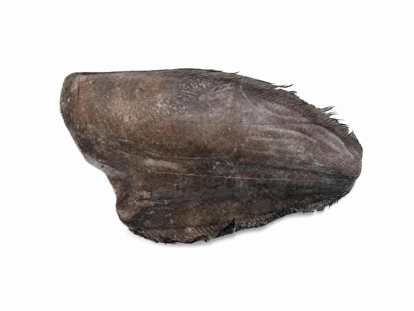 Фото Палтус черный «Halibut greenland» 1000-1500 с/м весов