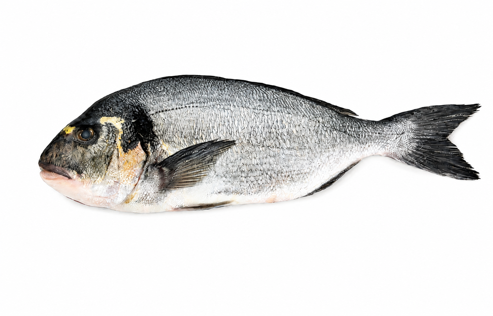 Фото Дикий золотистый спар (Аурата)«Gilthead seabream»