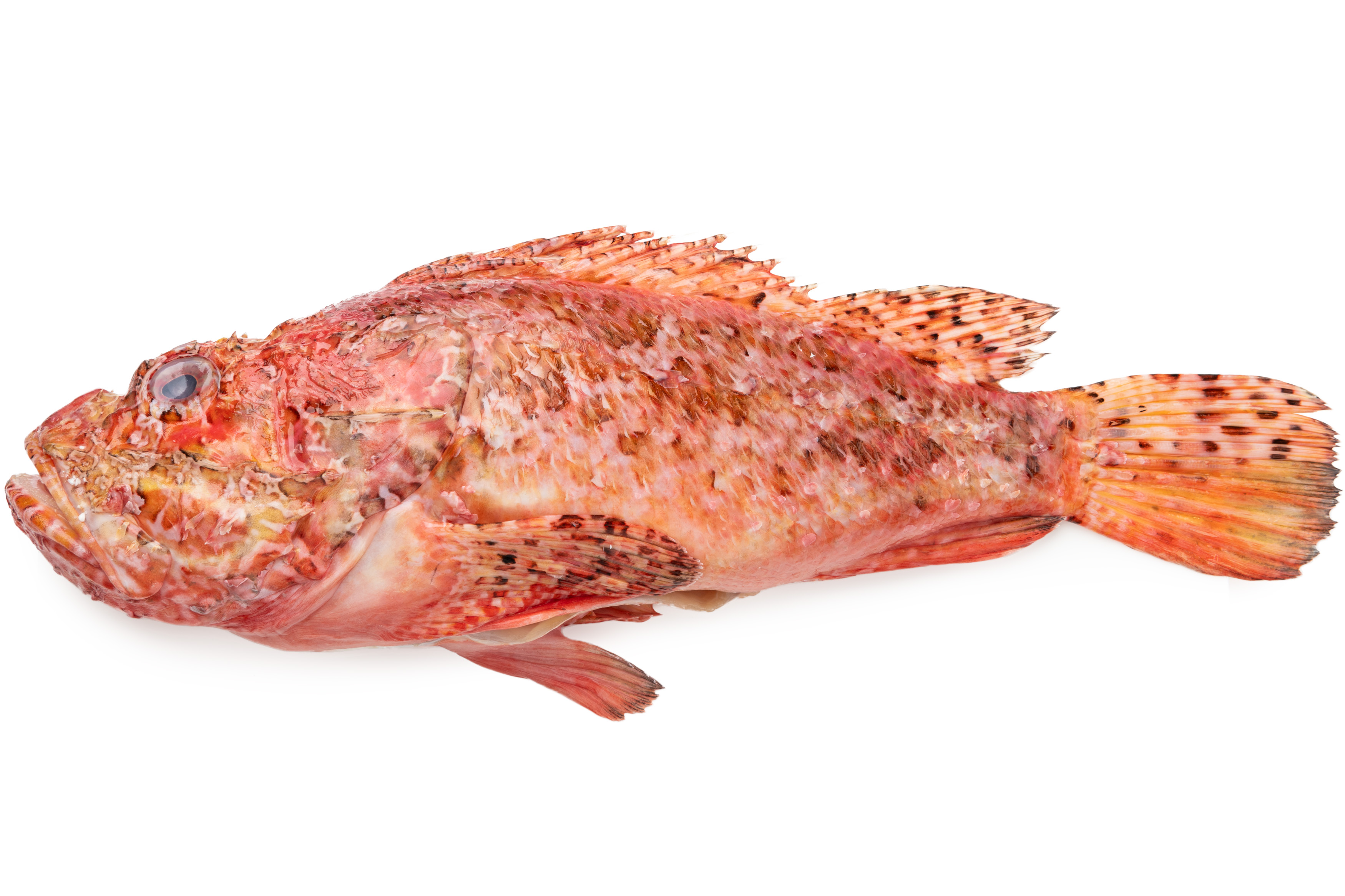 Photo Scorpion fish chilled