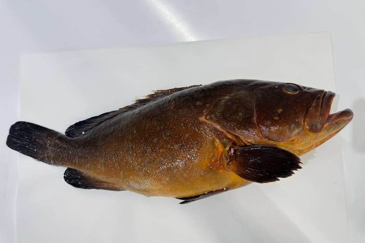 Жетілген әйел ақырын онлайн порно сорады