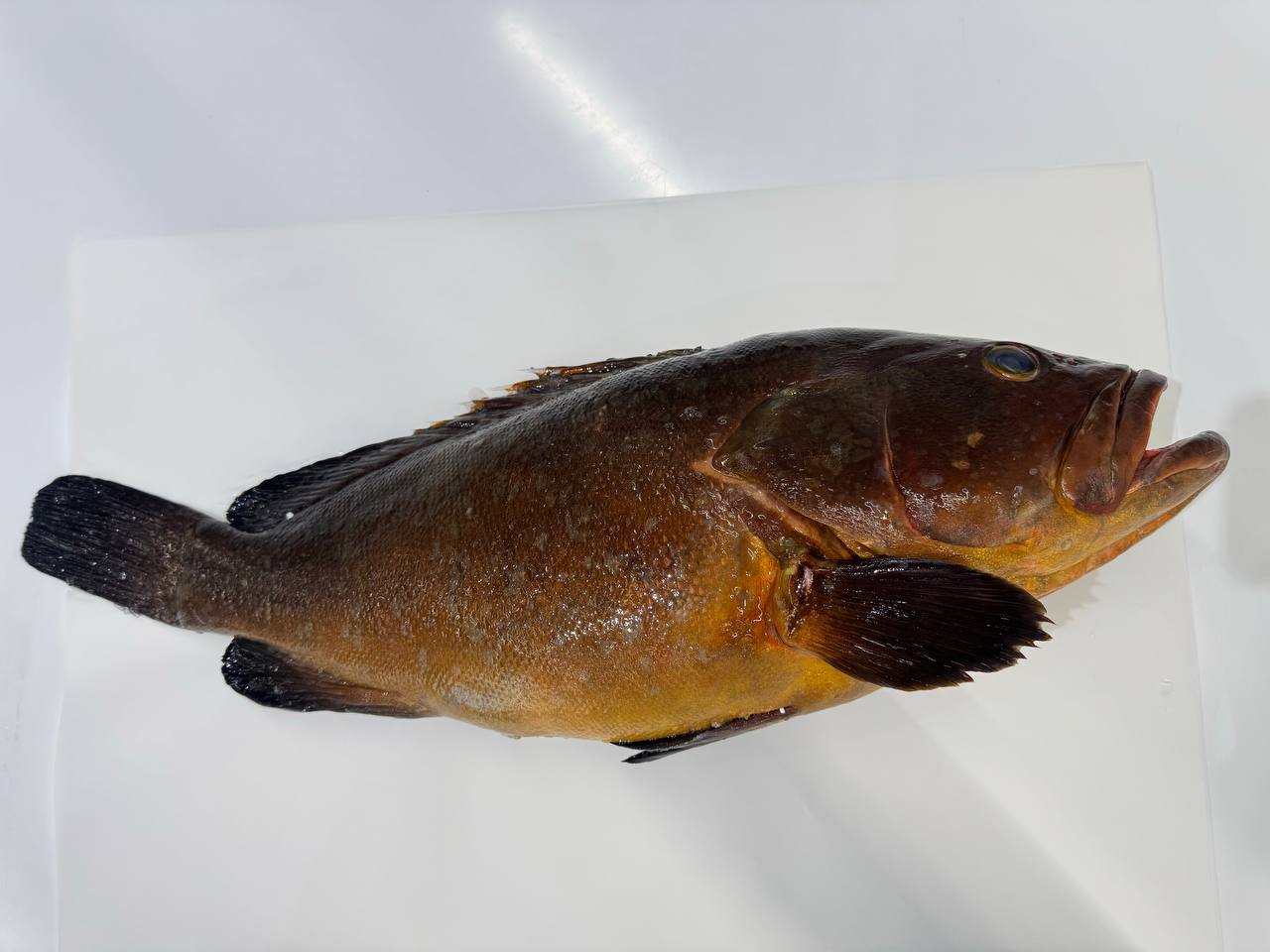 Photo White grouper Greece