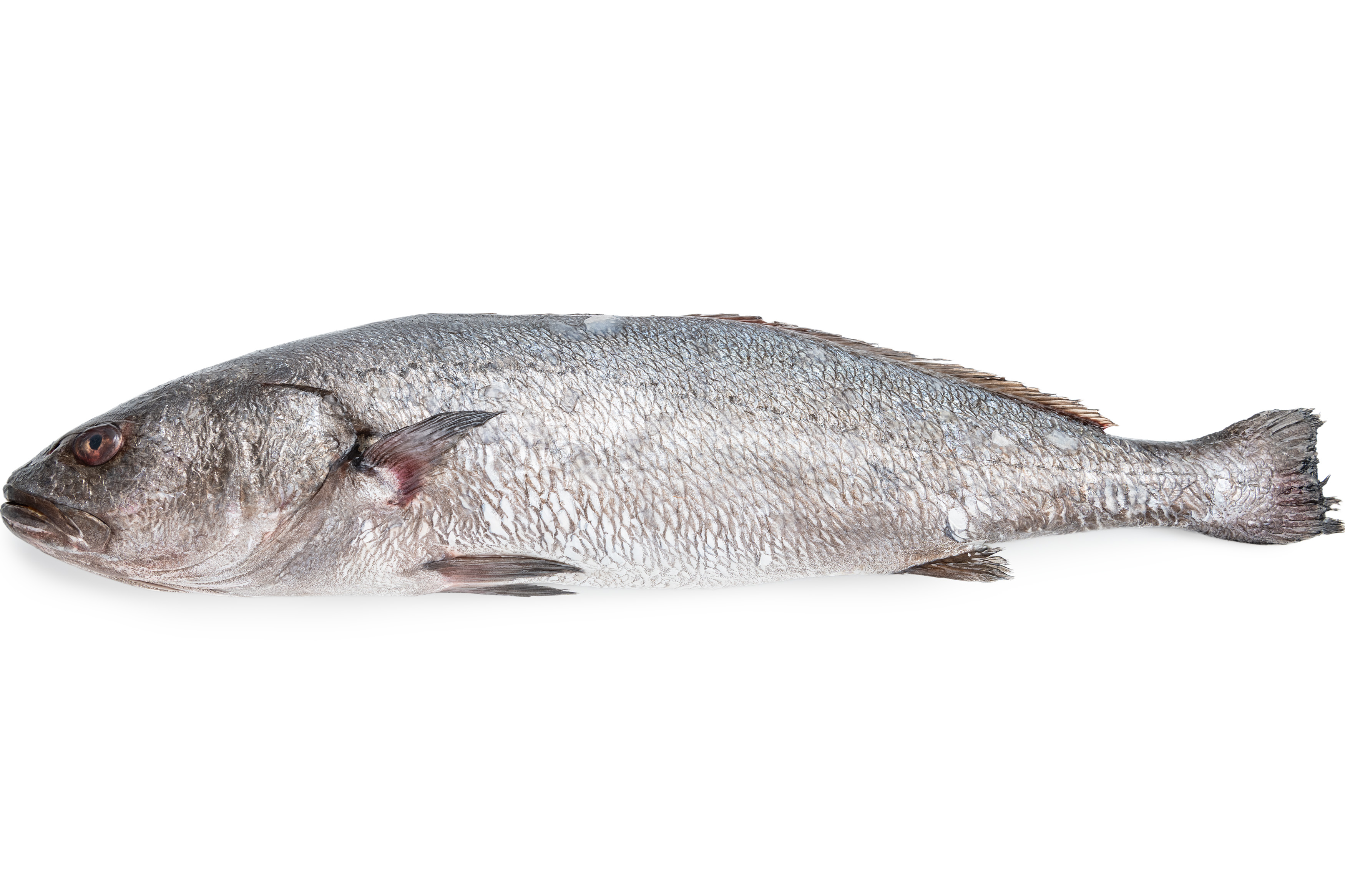 Photo Large carp «Corvina» refrigerated scales Greece