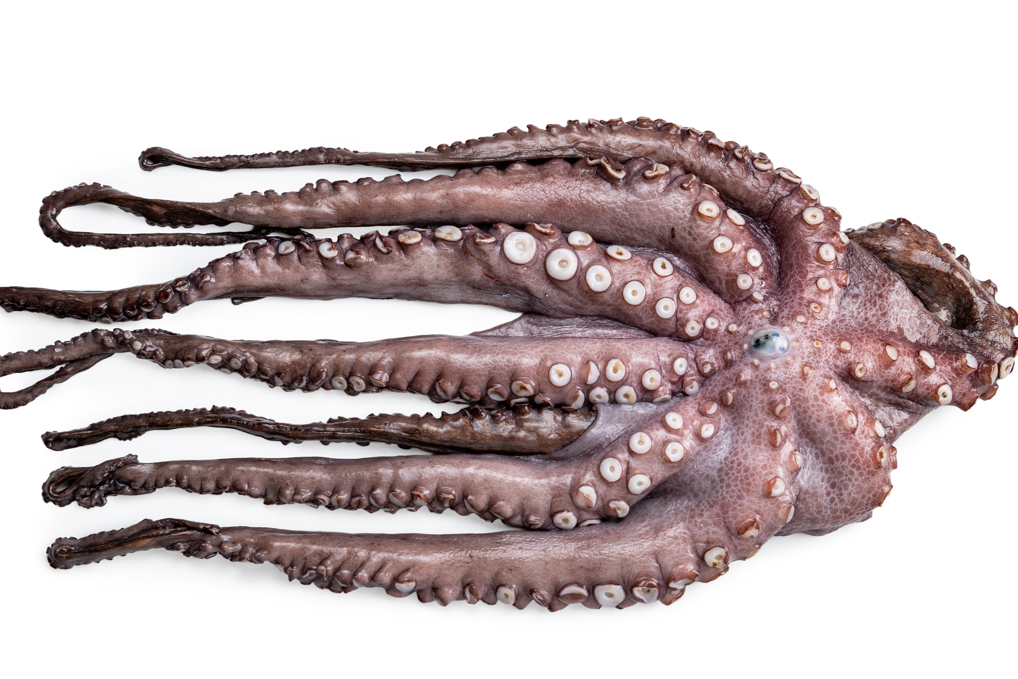 Фото Восьминіг чищений «Оctopus» дефростований