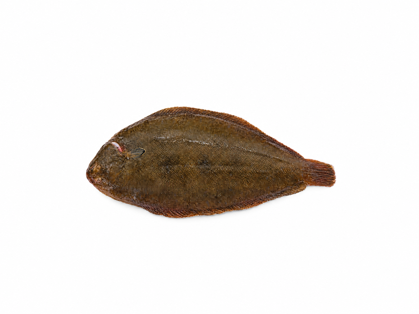 Фото Морской язык Лемонсоль «Lemon Sole» охлажденный