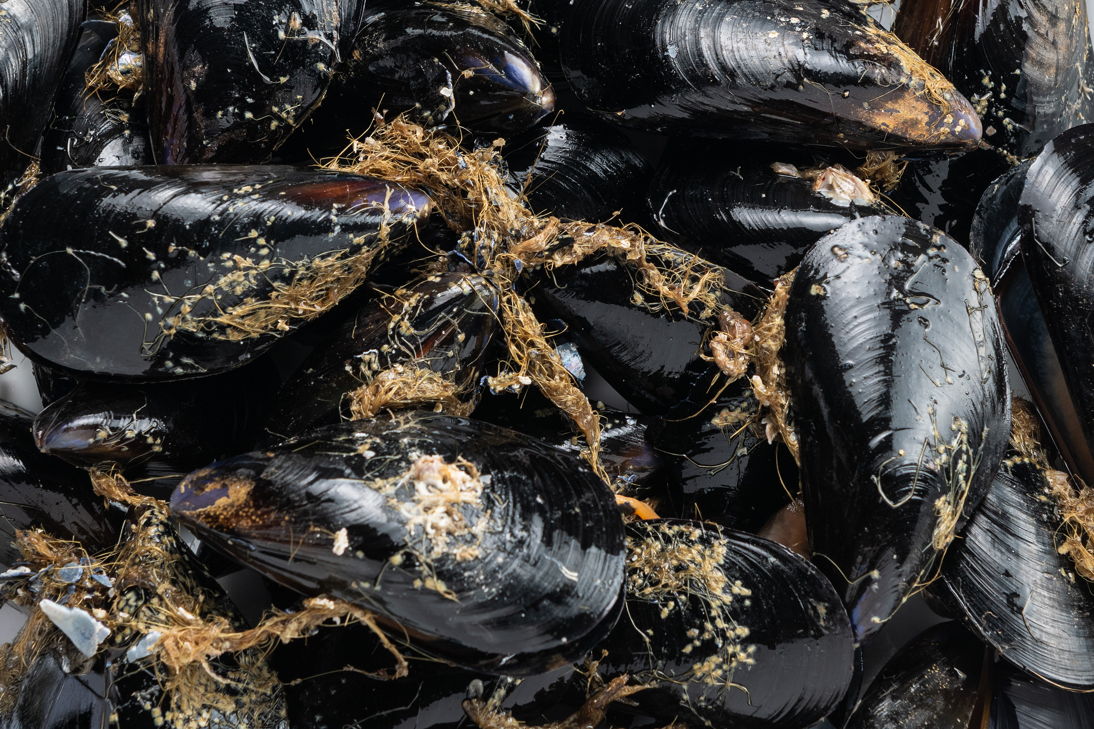 Фото Мидии средиземноморские в створках «Black Mussels»