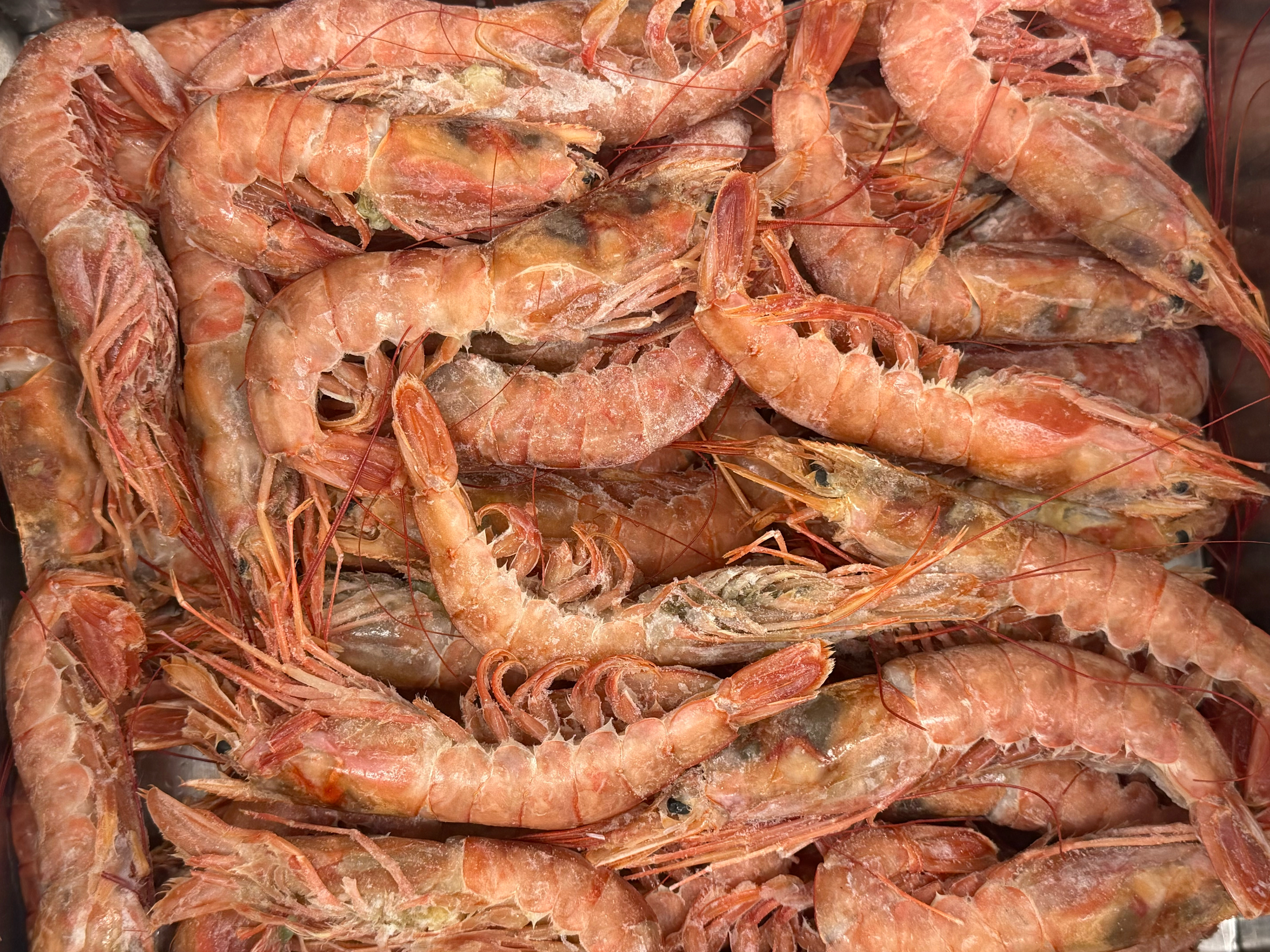 Фото Креветка «Argentinean Shrimps»