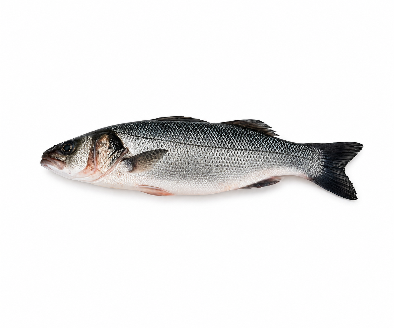 Фото Лаврак европейский «Seabass» Греция