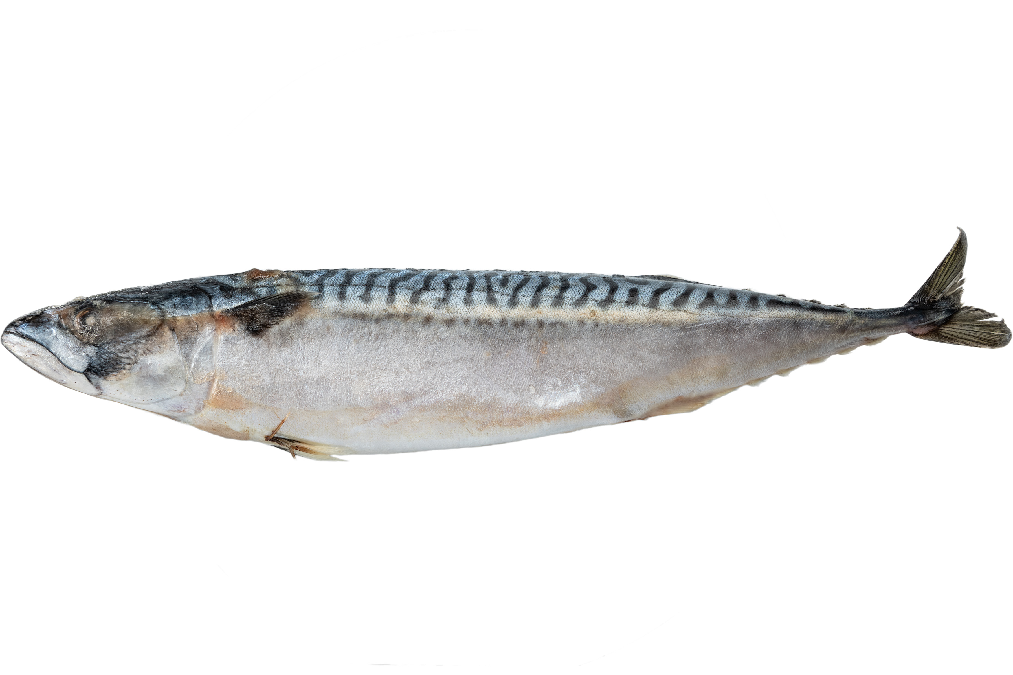 Фото Скумбрия «Atlantic mackerel» 600+ с/м весов Исландия