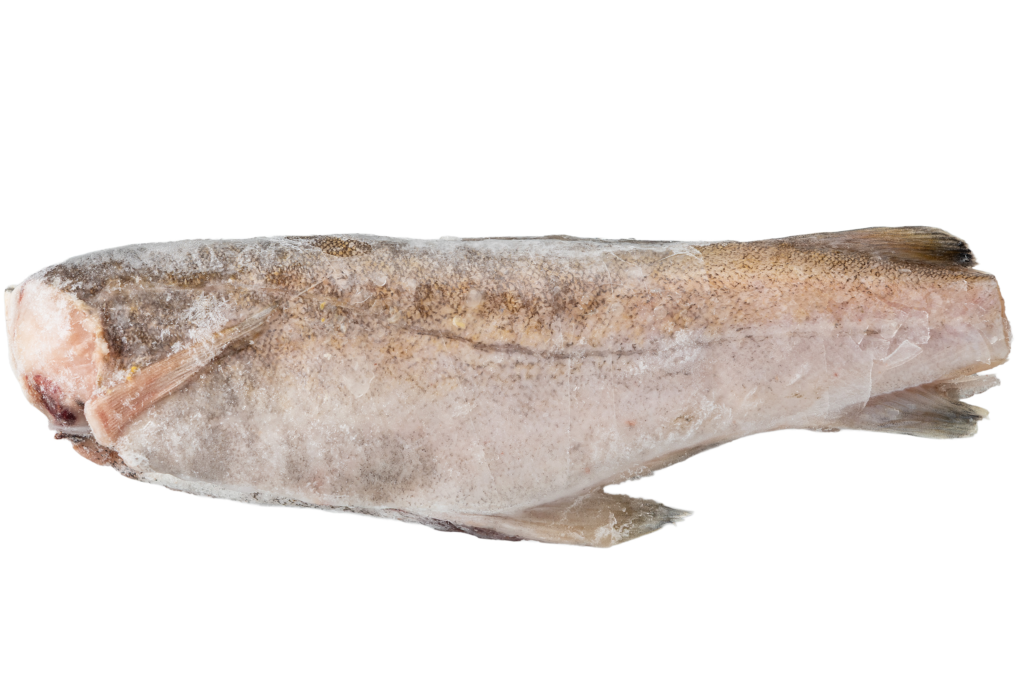 Photo Pacific Cod s/m 300-700 wt. APS