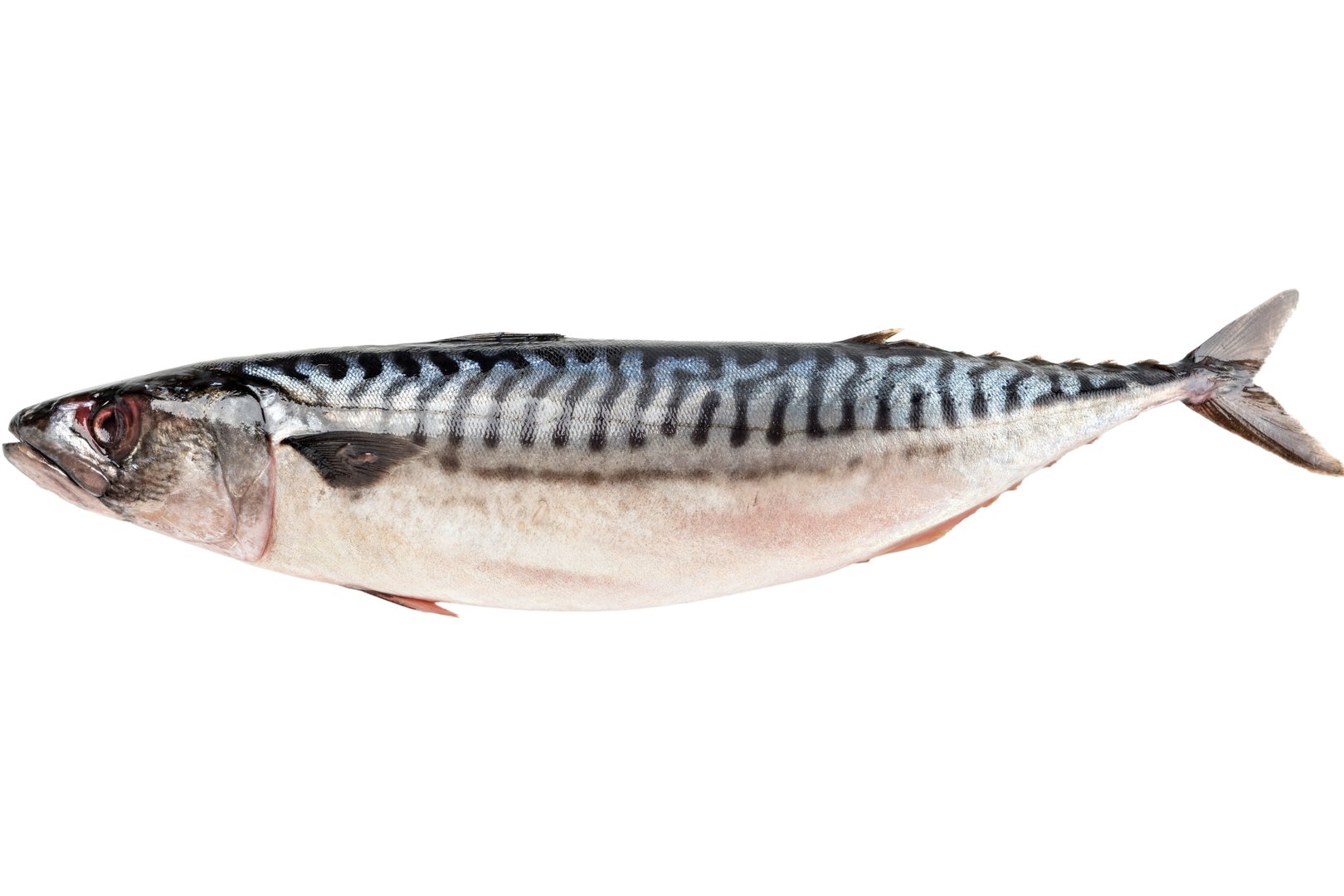 Photo Mackerel