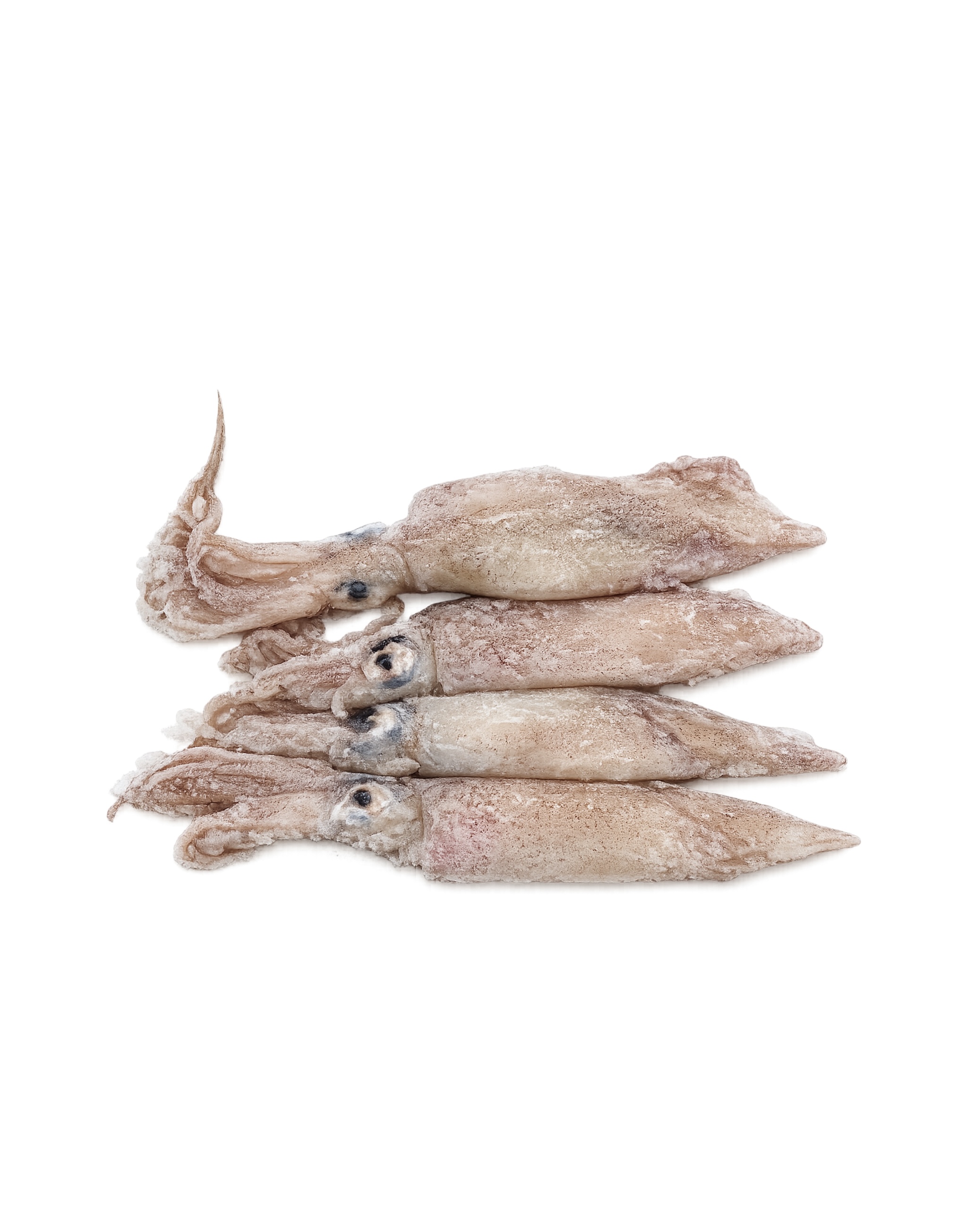 Photo Whole Squid Loligo, USA