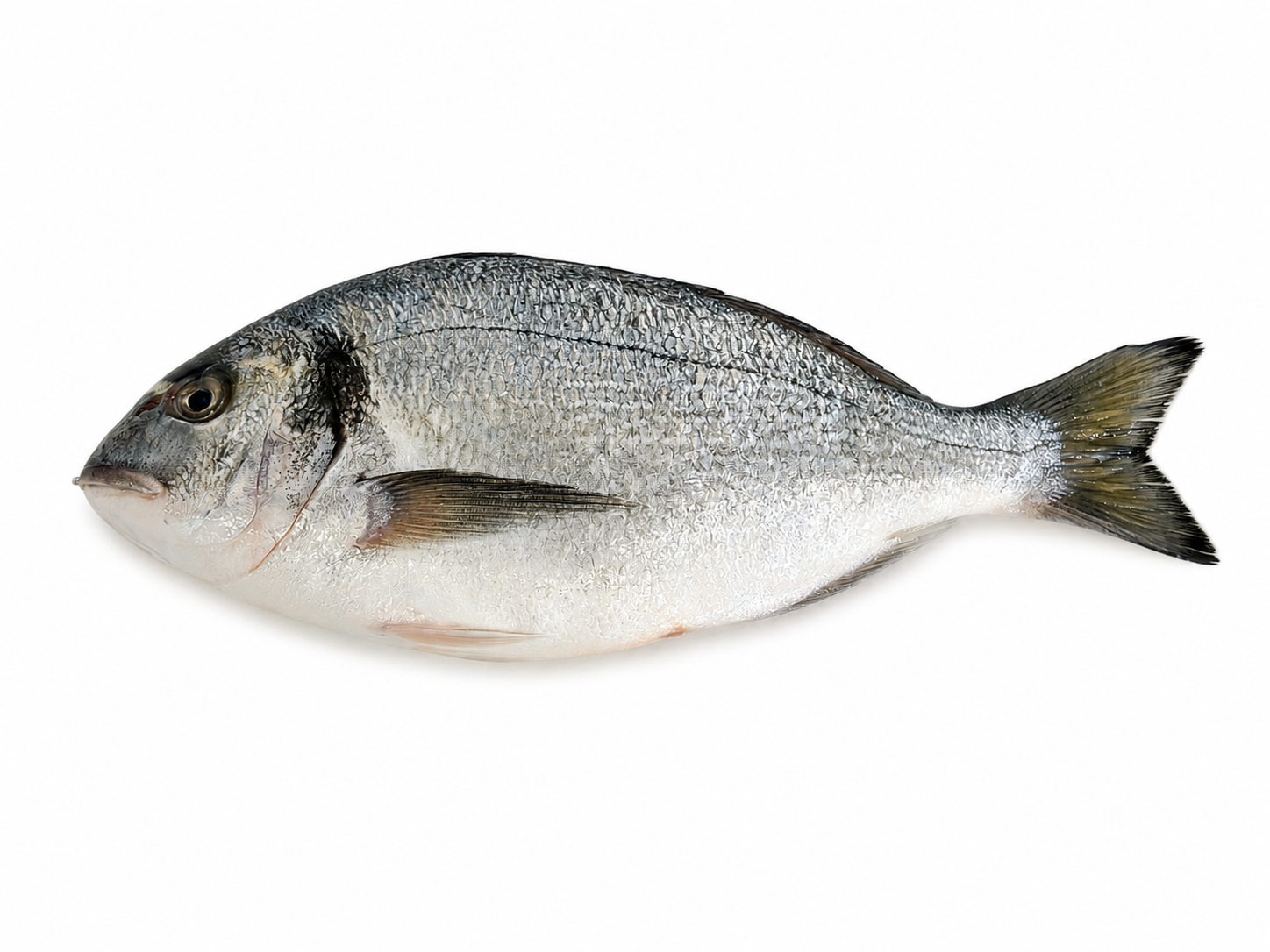 Picture Dorado "Sea Bream" 600-800 Photo Dorado "Sea Bream" 600-800