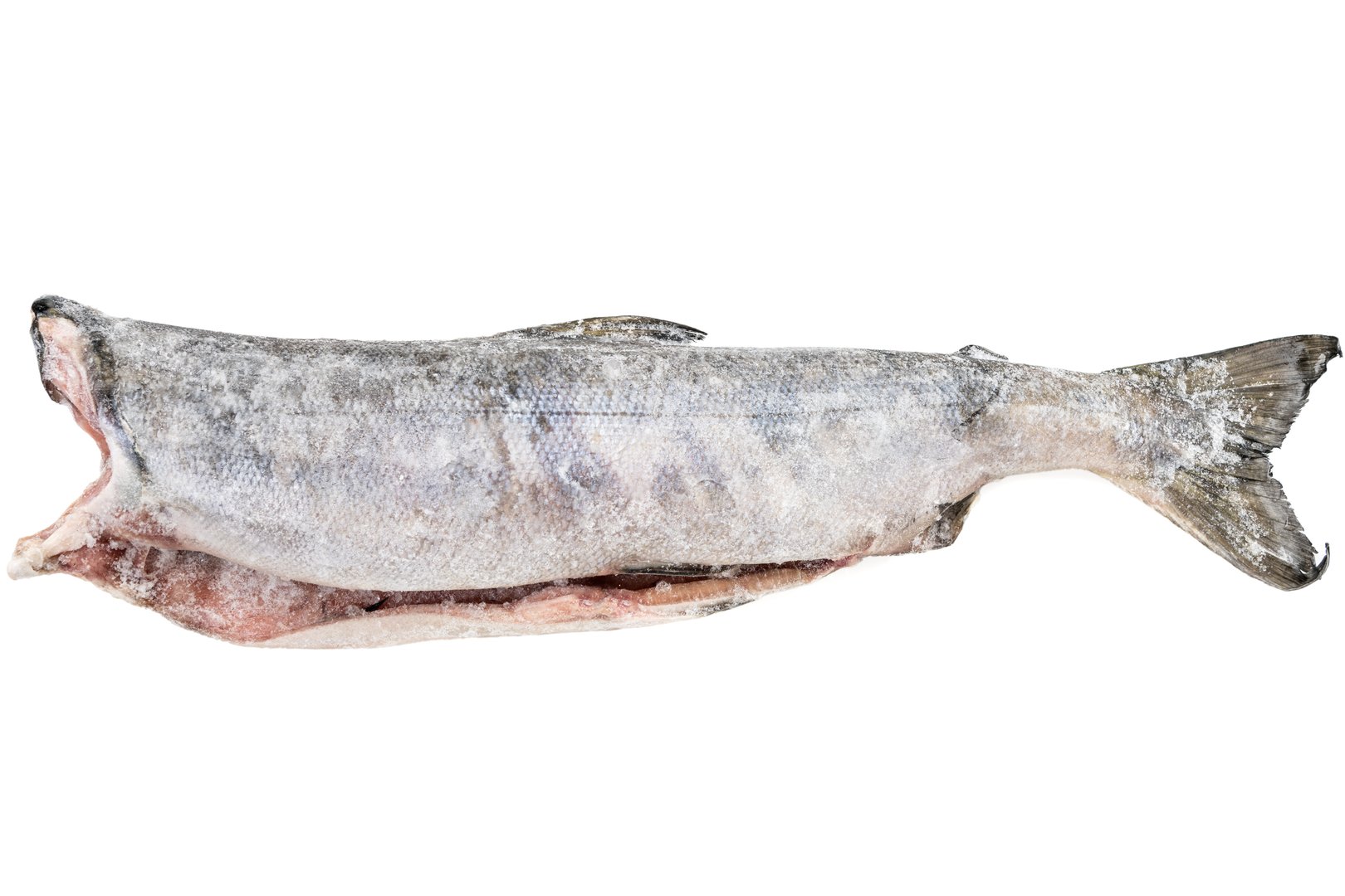 Photo Keta "Chum salmon"