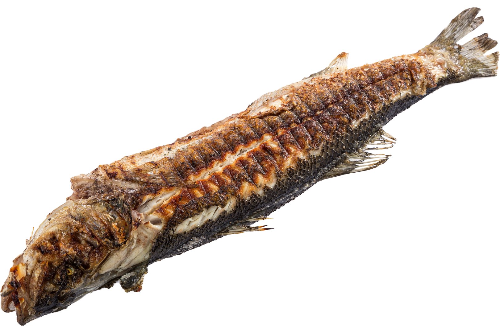 Photo Dish Wild Sea bass