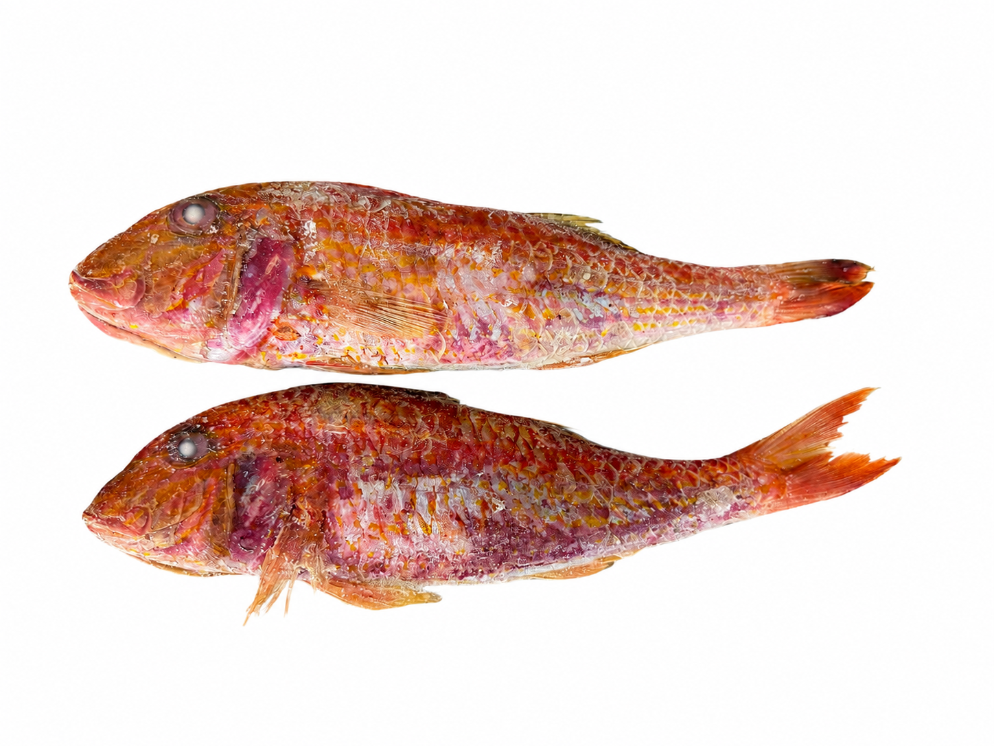 Photo Red mullet