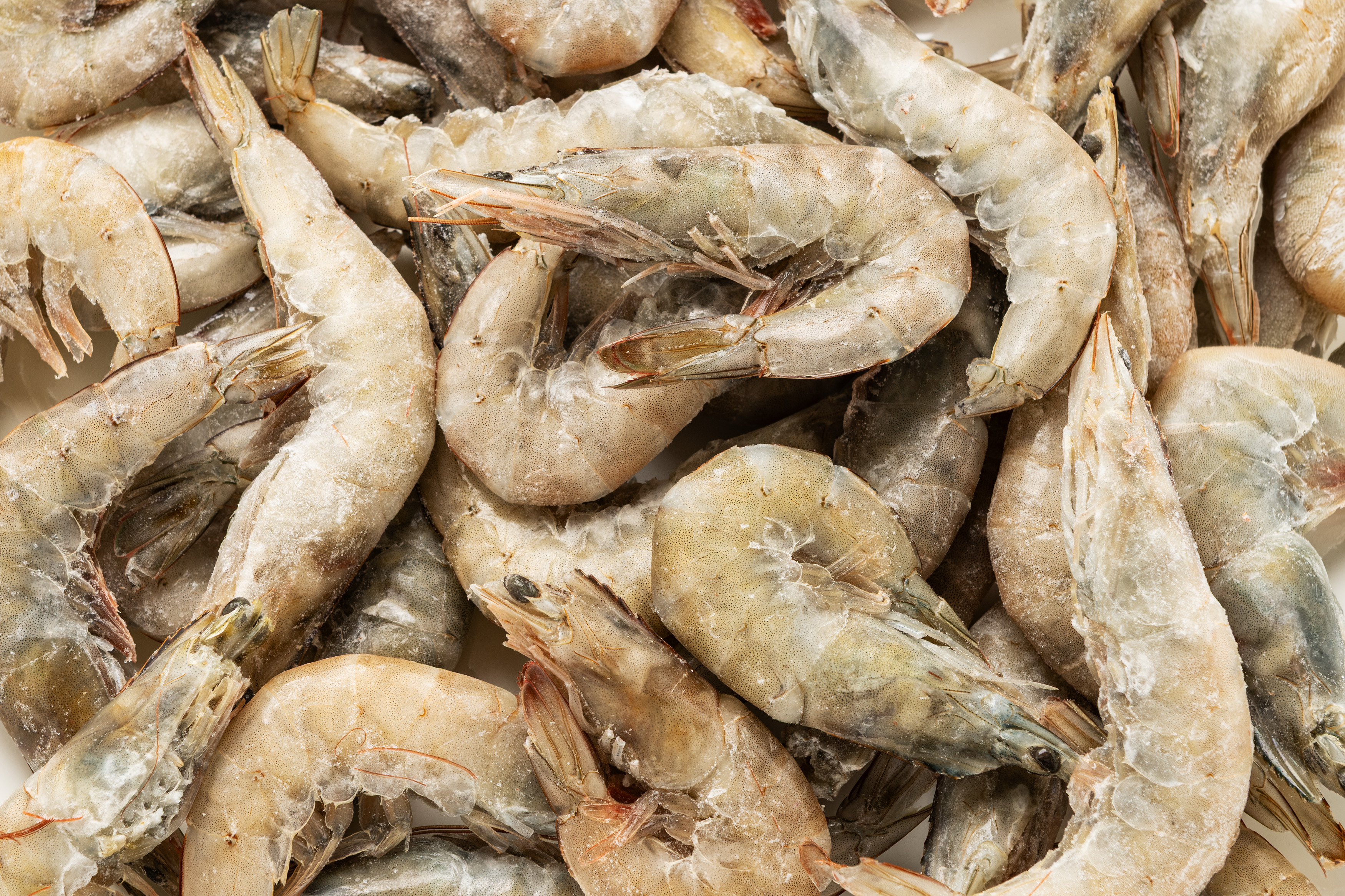 Photo Raw shrimp "Shrimp" 20/30 with head, frozen kg