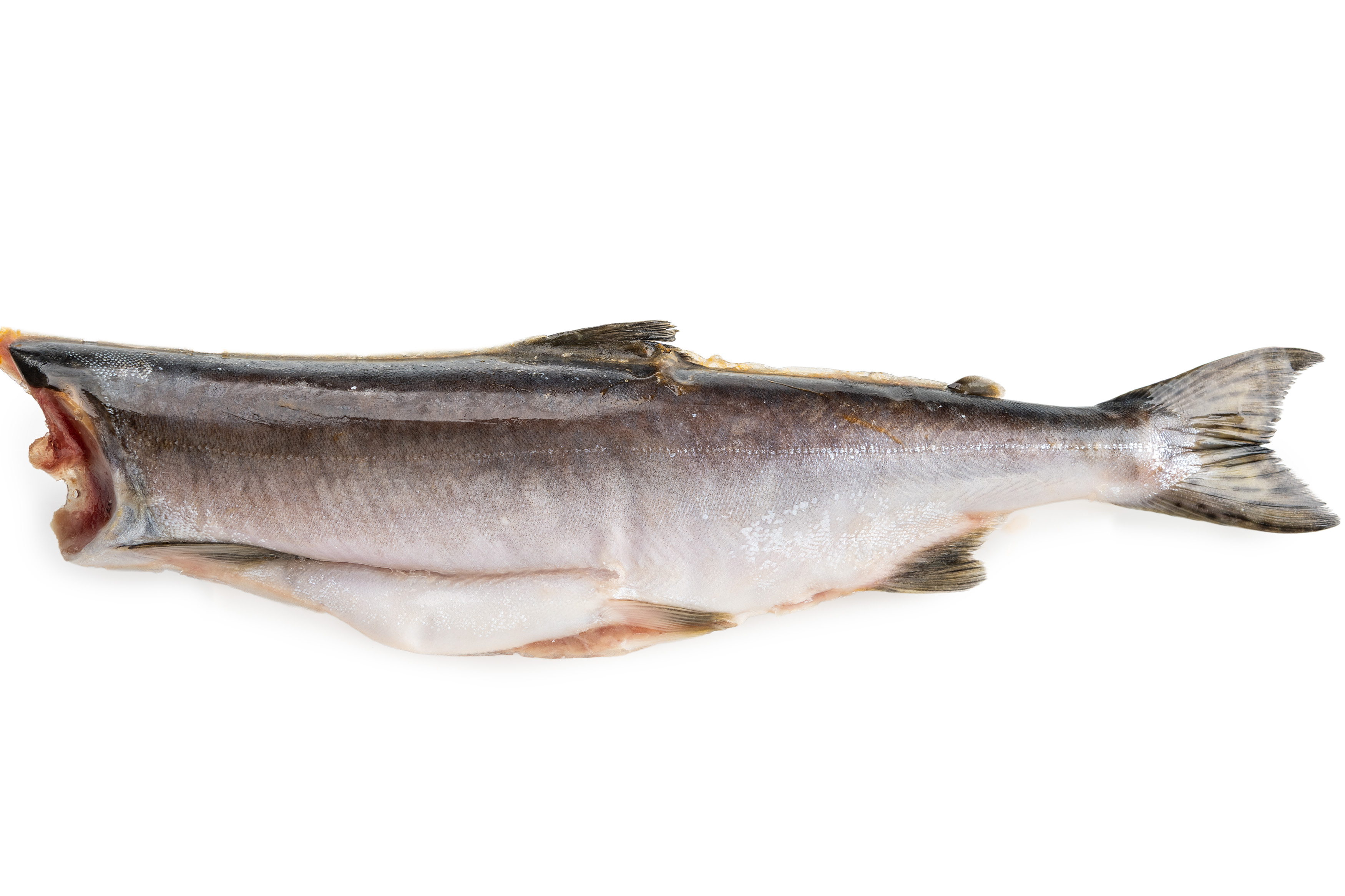 Фото Горбуша «Pink (hump-back) salmon»