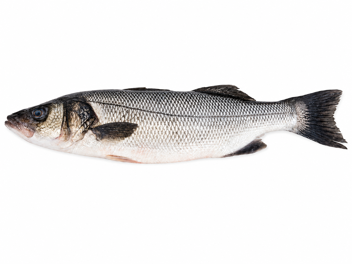 Фото Лаврак европейский ДИКИЙ «Seabass» Греция