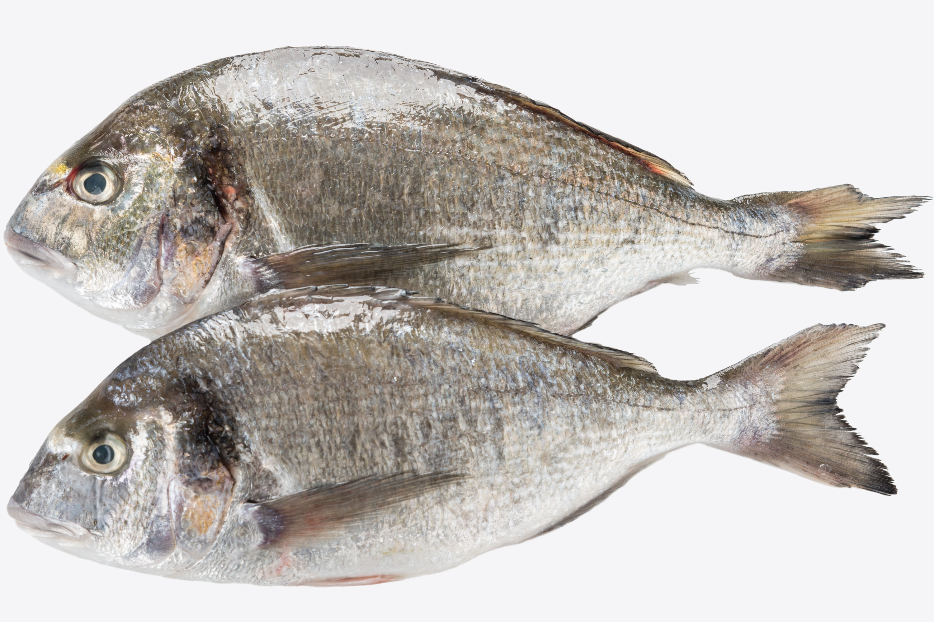 Photo Chilled fish