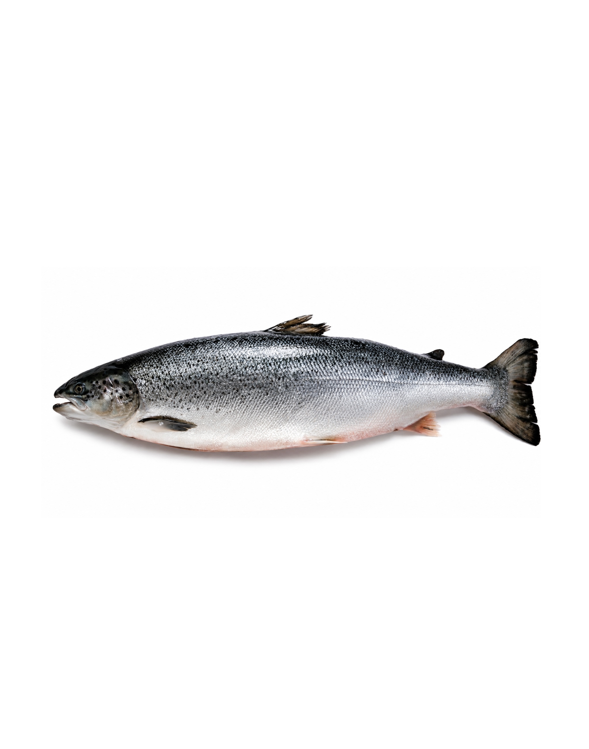 Фото Охолоджена риба та морепродукти