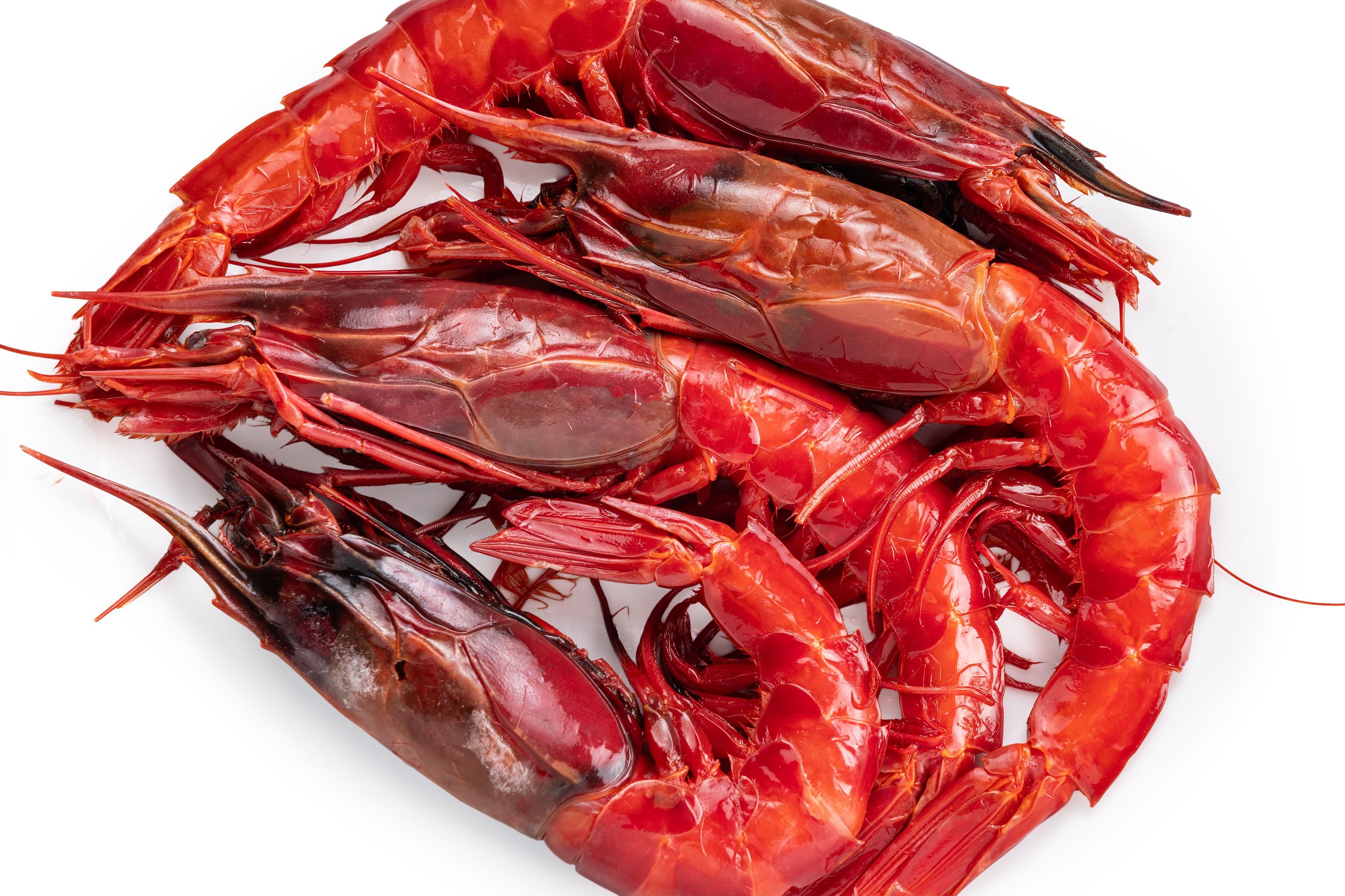 Photo Red Shrimps Carabinero, Spain