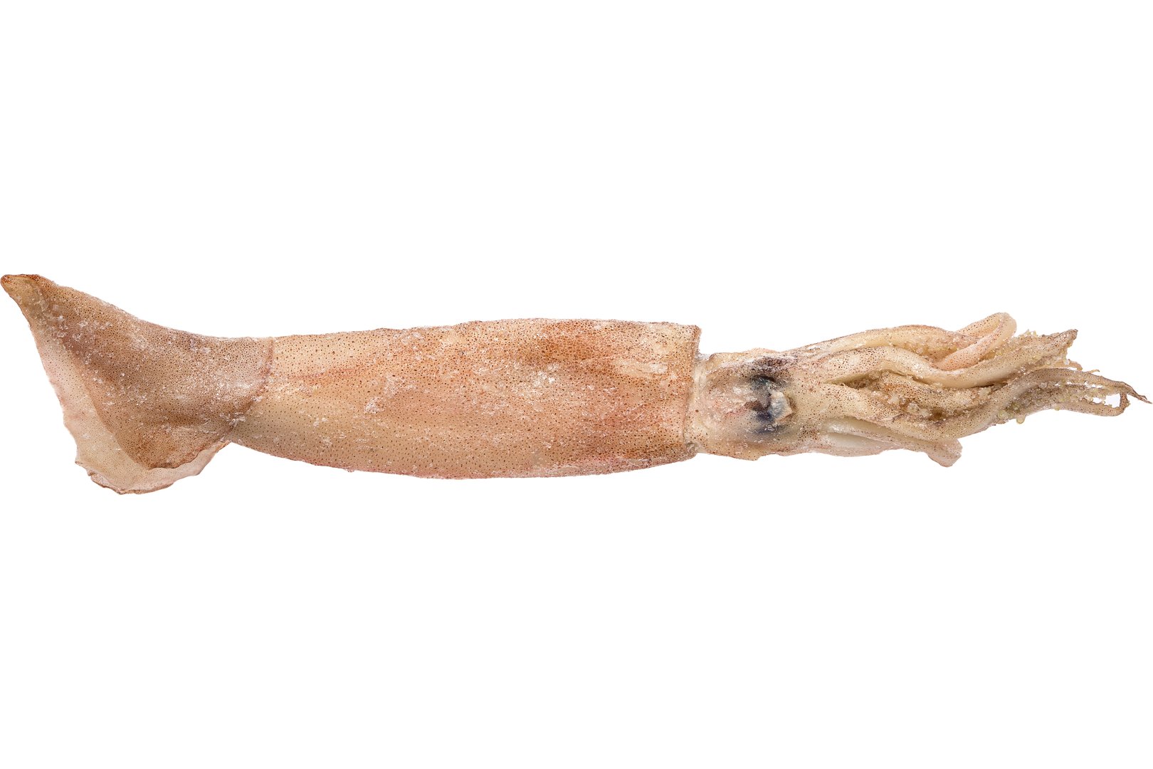 Photo Whole Squid Loligo, USA