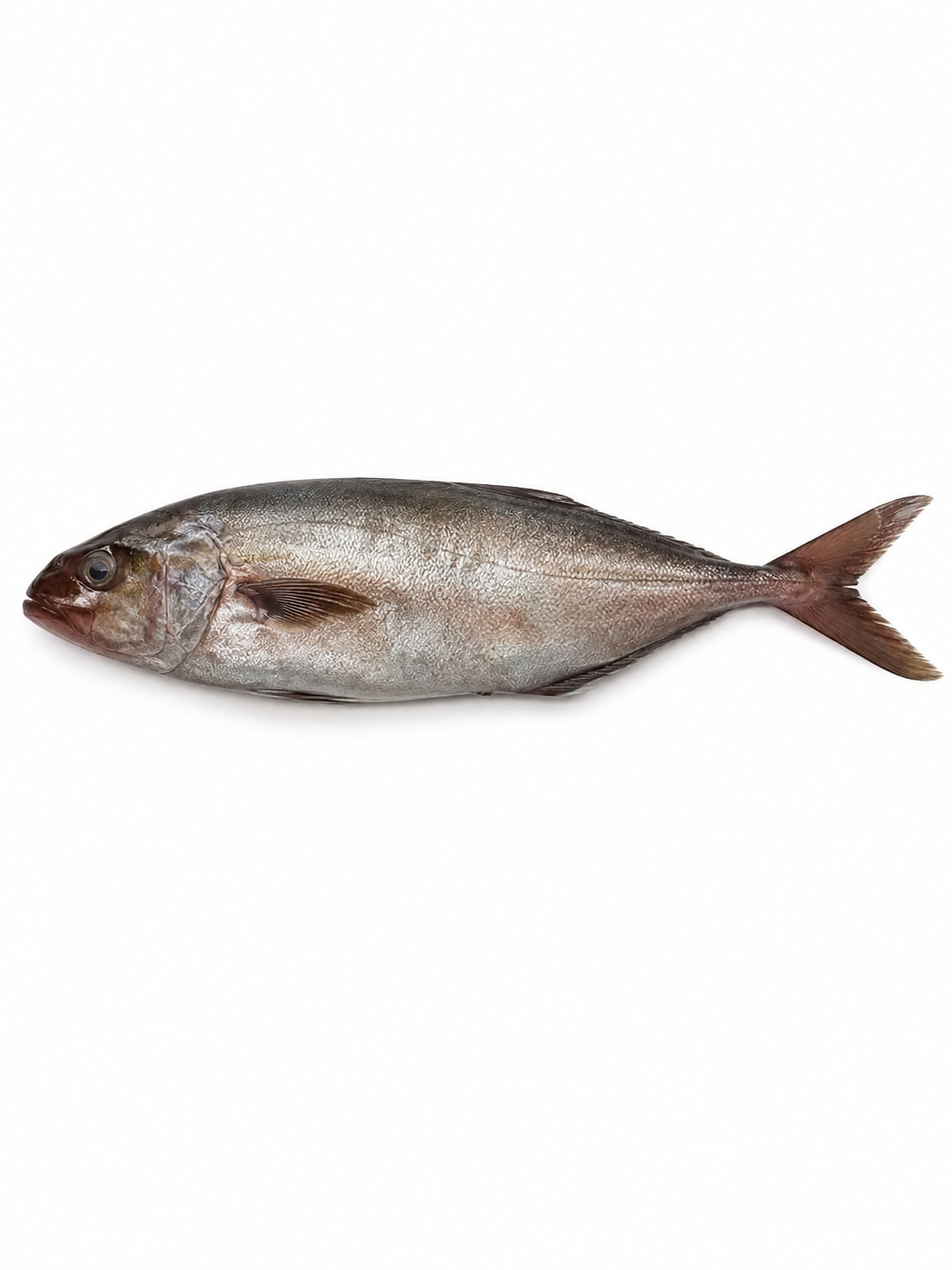 Фото Лакедра высокотелая Greater amberjack охлажденная весовая Греция