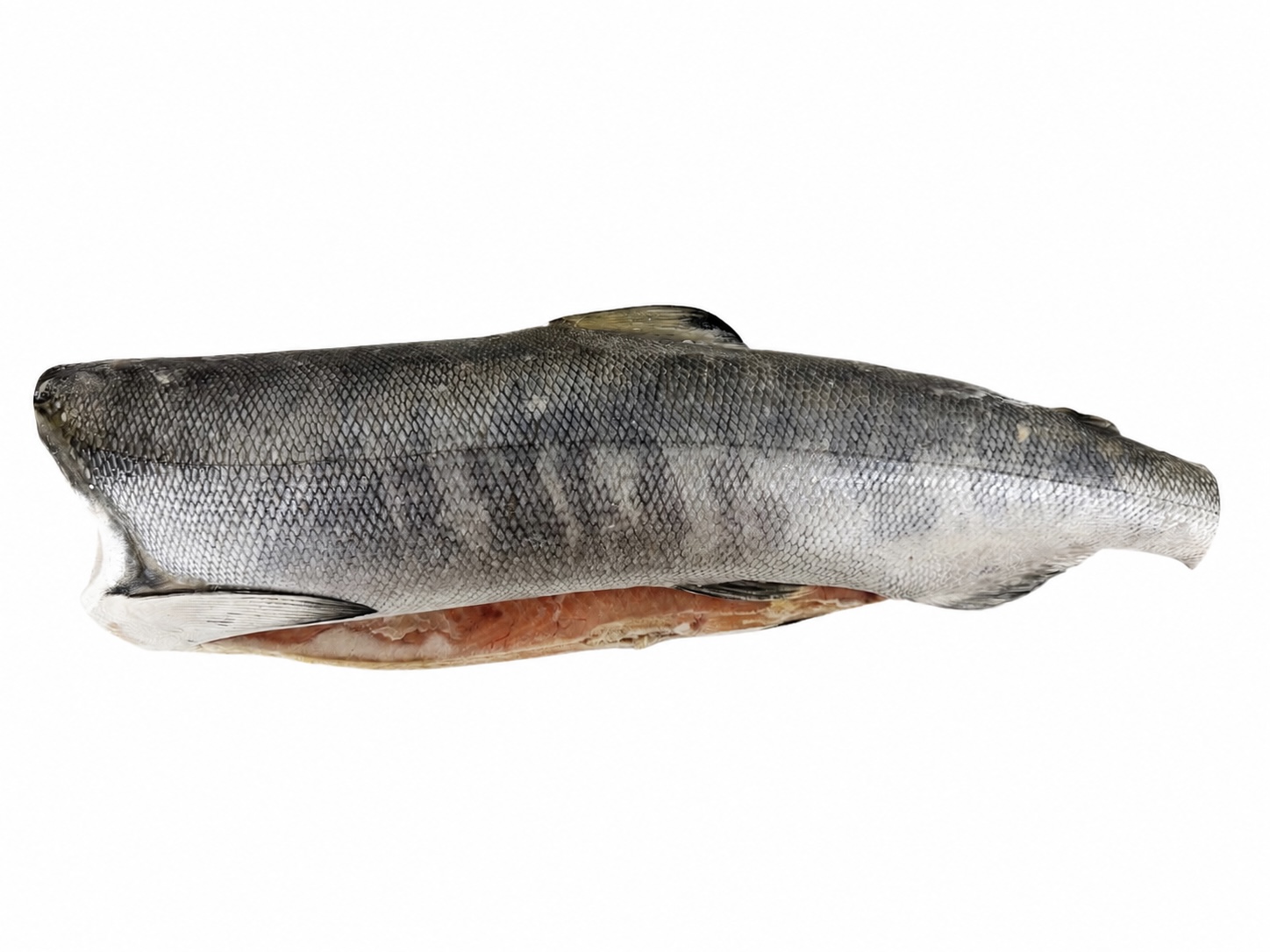 Фото Кета «Chum salmon»