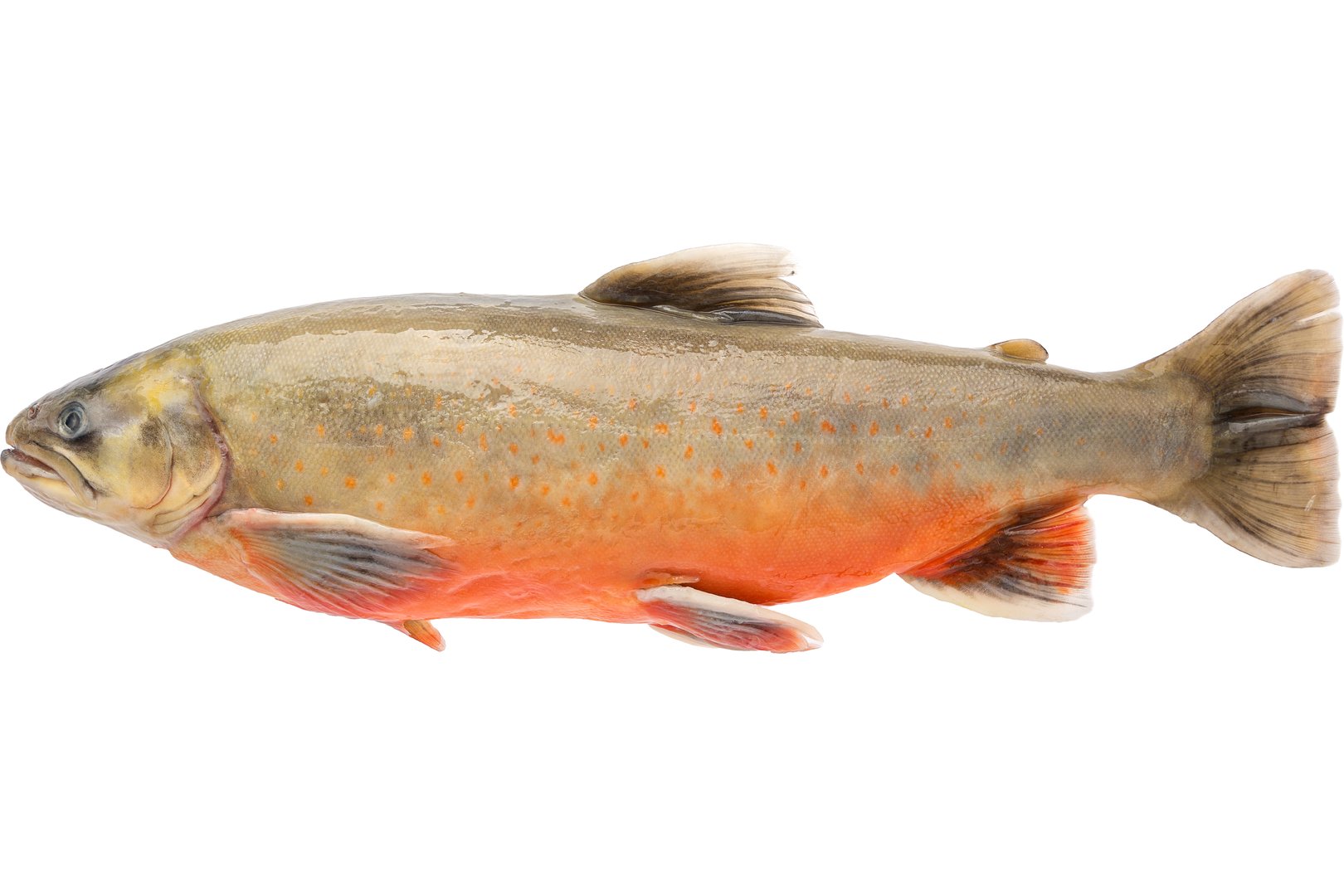 Фото Голець арктичний «Arctic Char» дефростований Норвегія