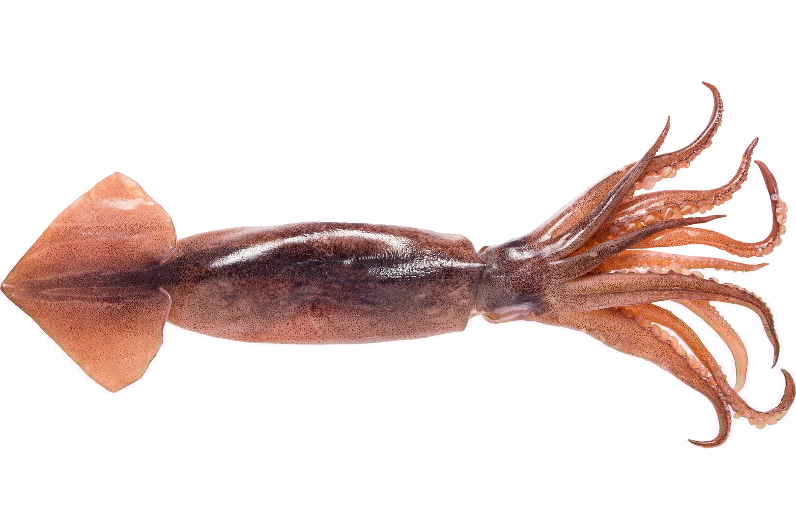 Фото Кальмар «Broadtail squid» охолоджений, Греція