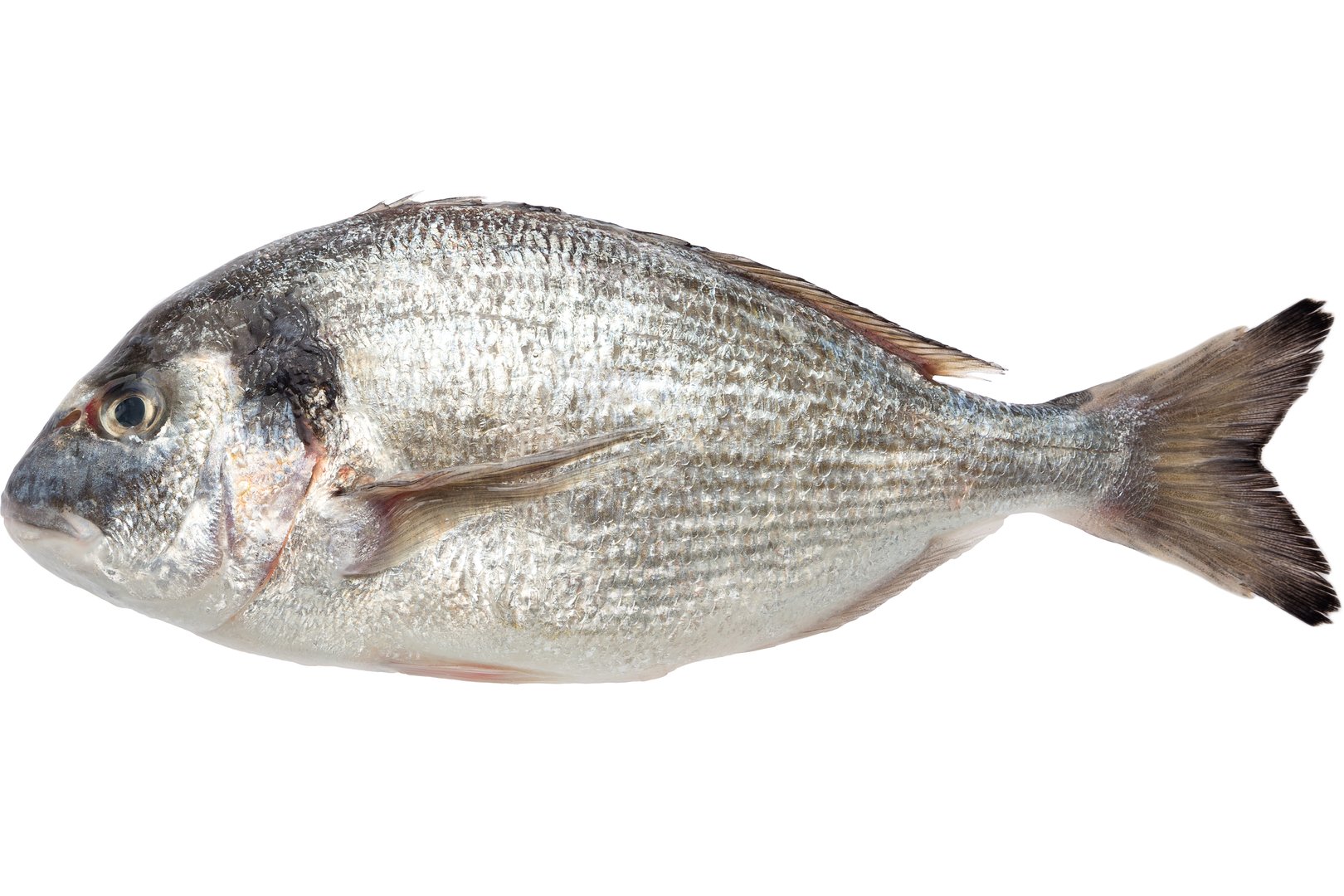 Фото Золотистий спар (аурата) «Gilthead seabream» охолоджений, Греція