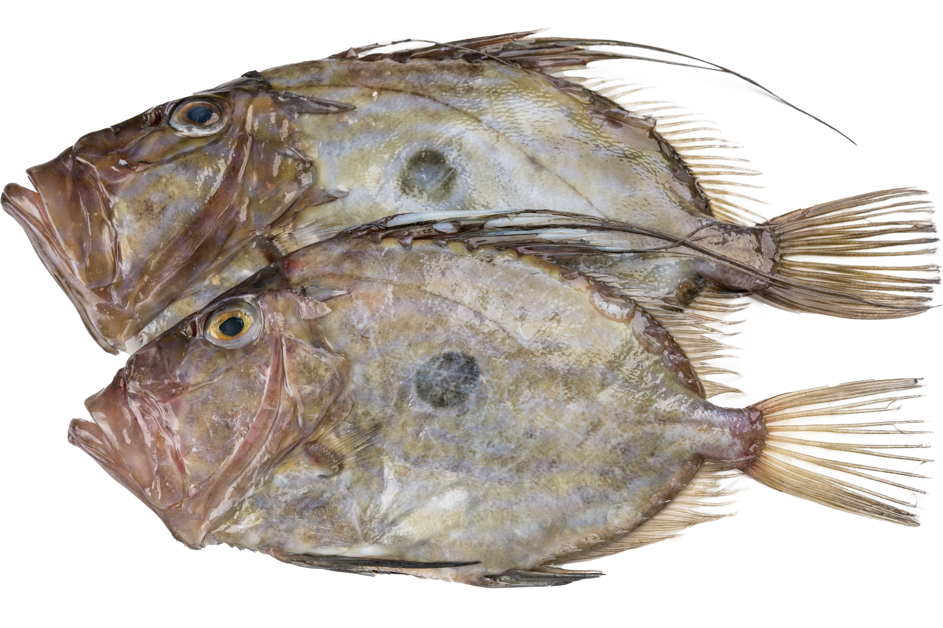 Фото Джон Дорі  «John Dory» с/м б/г ваг