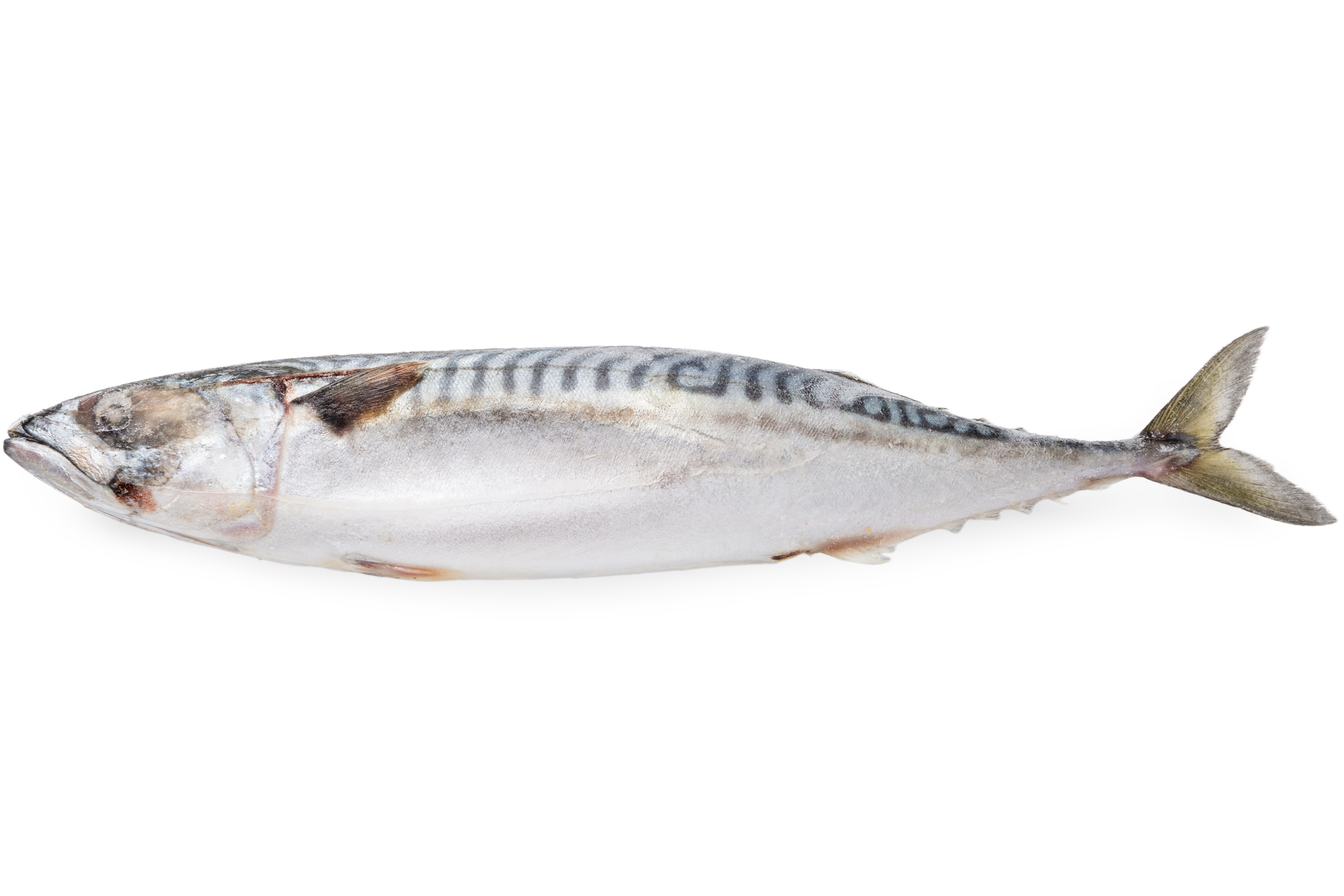 Photo Atlantic mackerel 600+