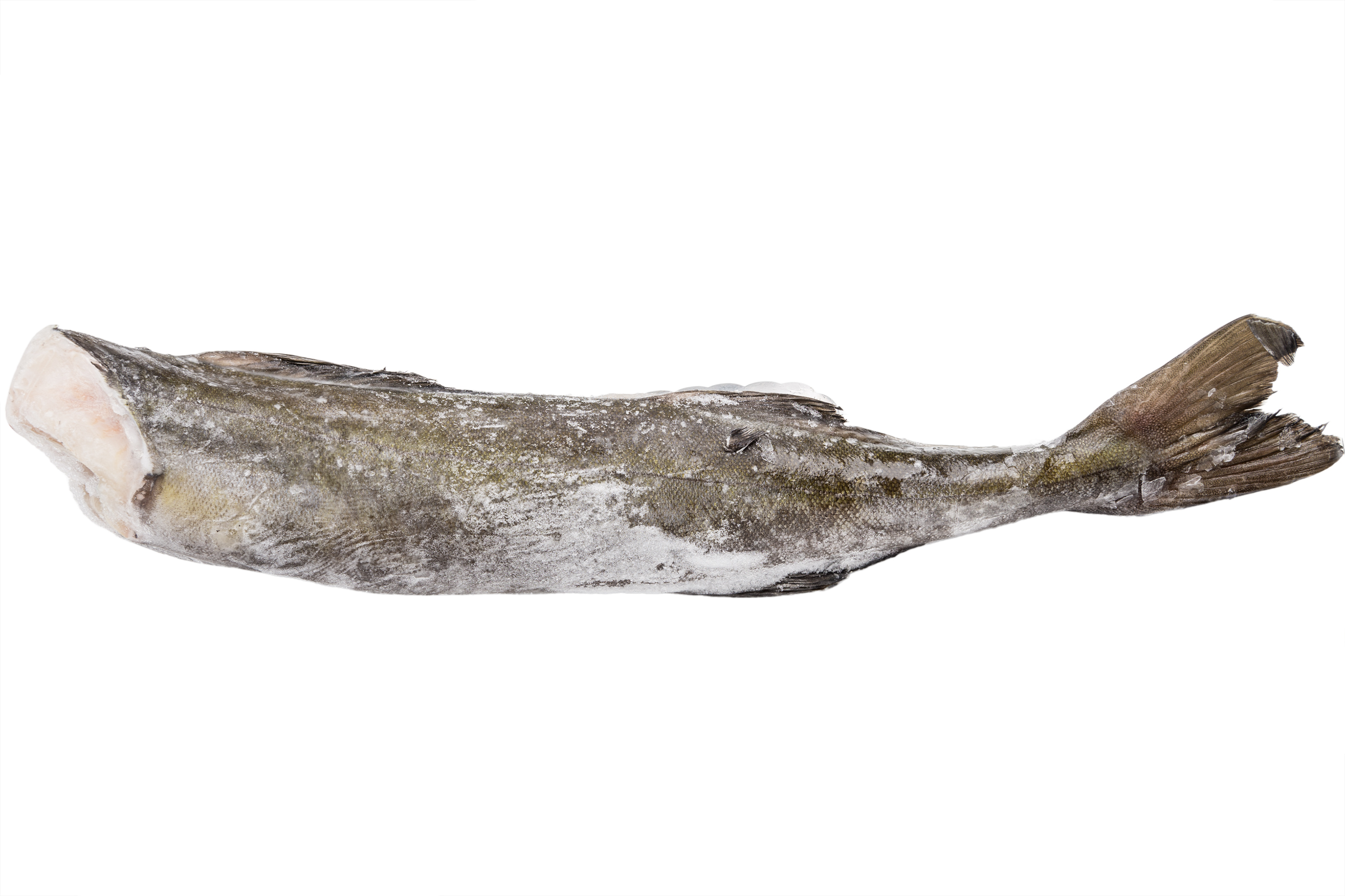 Фото Вугільна риба (Тріска чорна) «Sablefish» б/г с/м 2-3 lb ваг 22,68 SSS