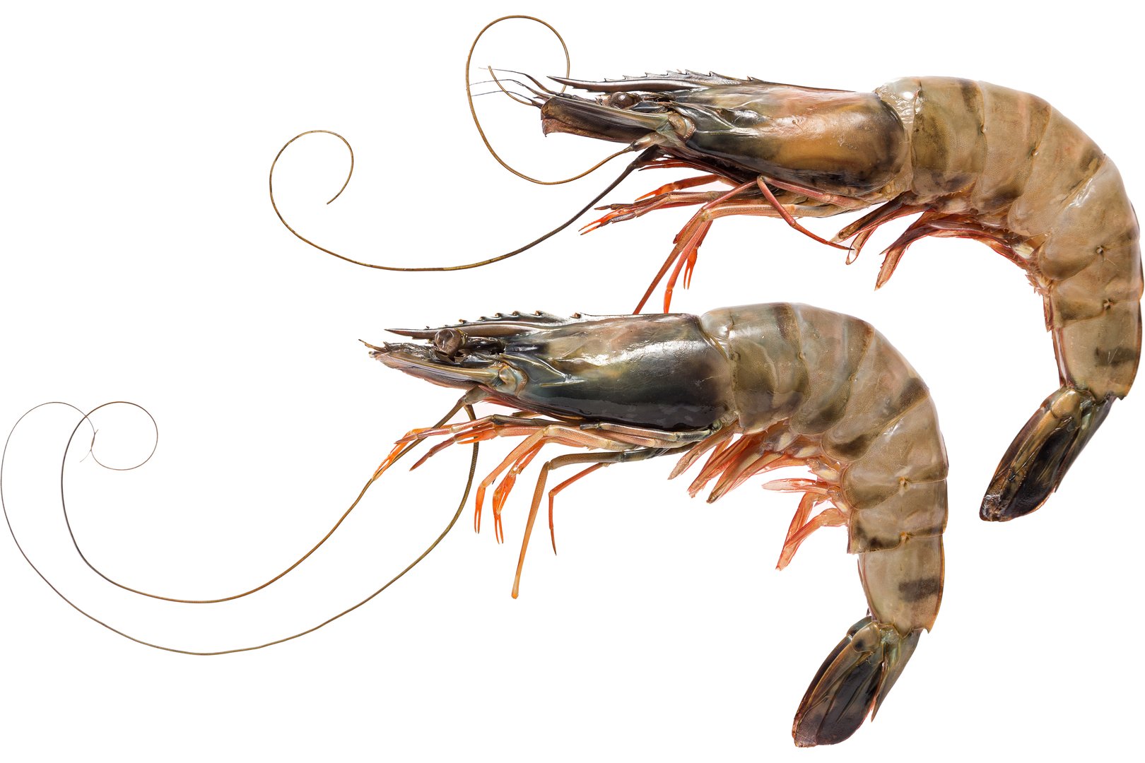 Изображения Креветка тигровая крупная «Tiger shrimp» дефр. вес Фото Креветка тигровая крупная «Tiger shrimp» дефр. вес