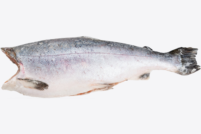 Photo Сoho salmon
