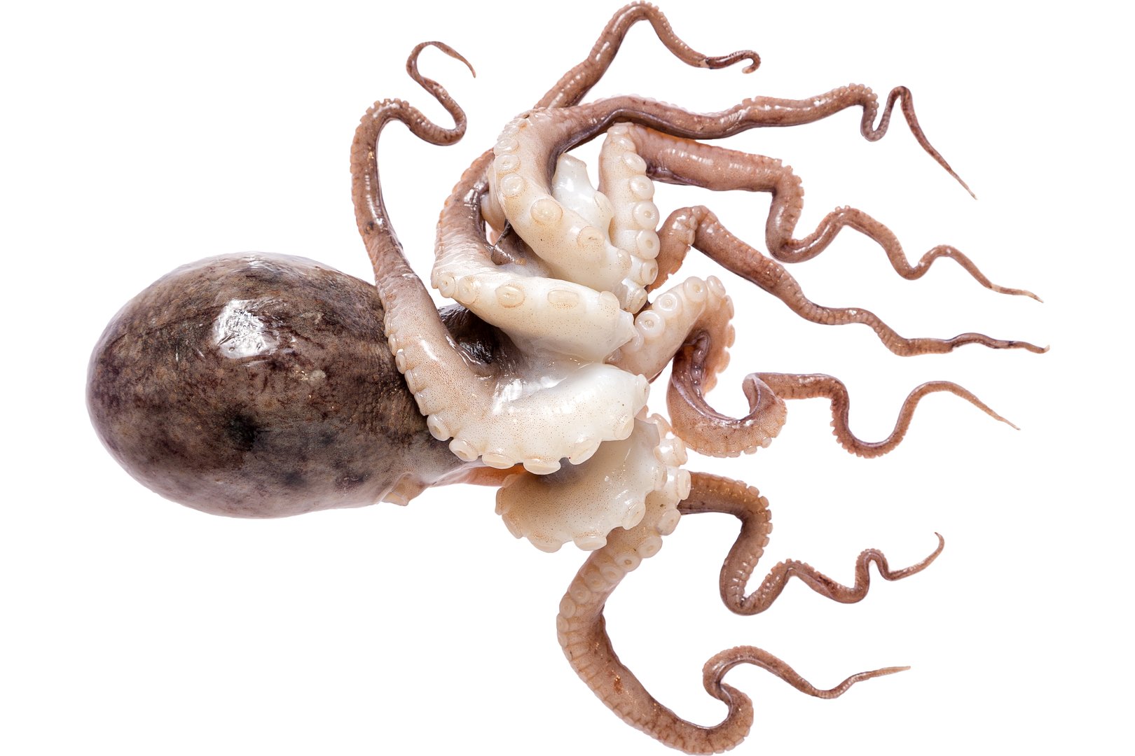 Photo Octopus