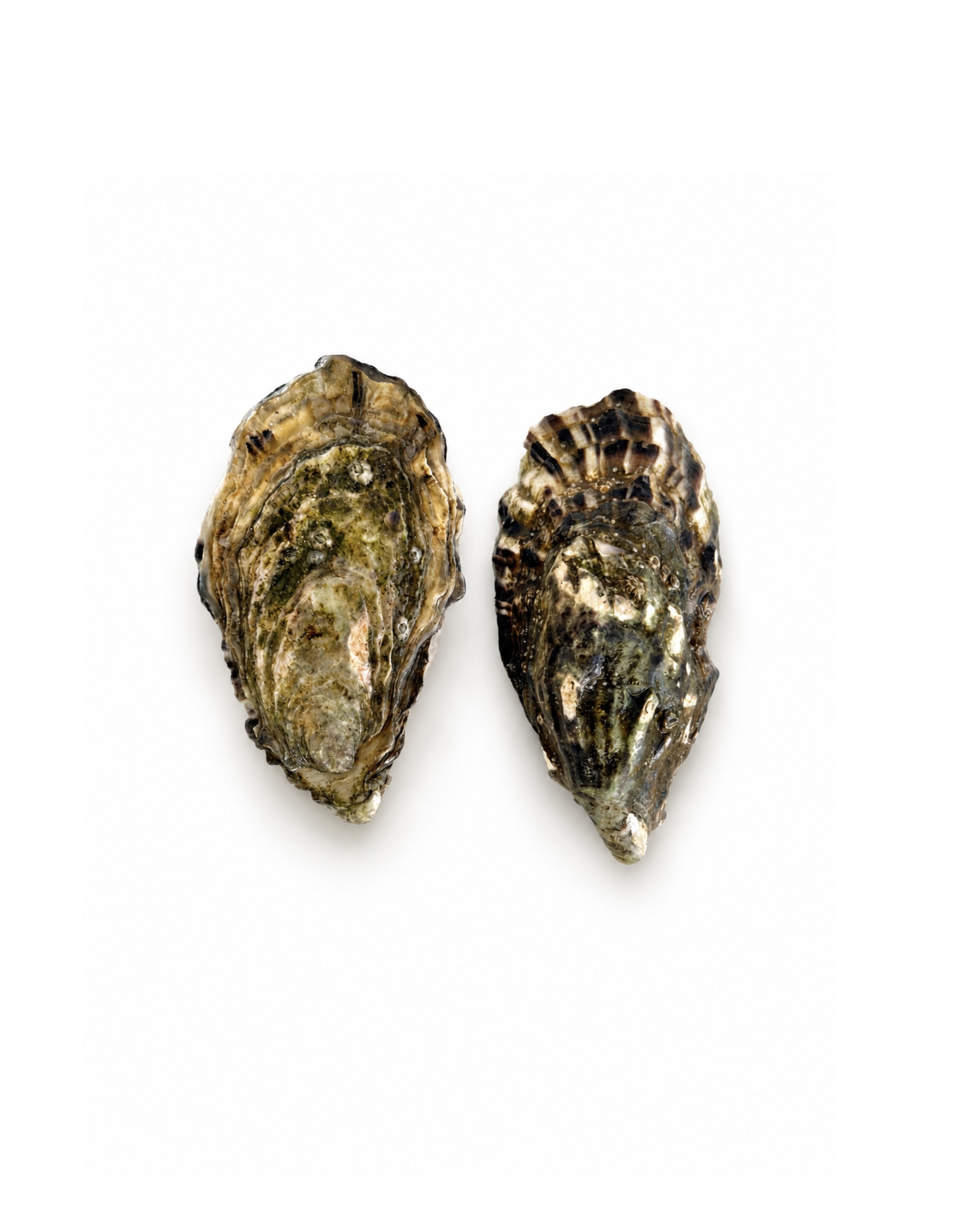Photo Ostra Regal oyster #2 Irish