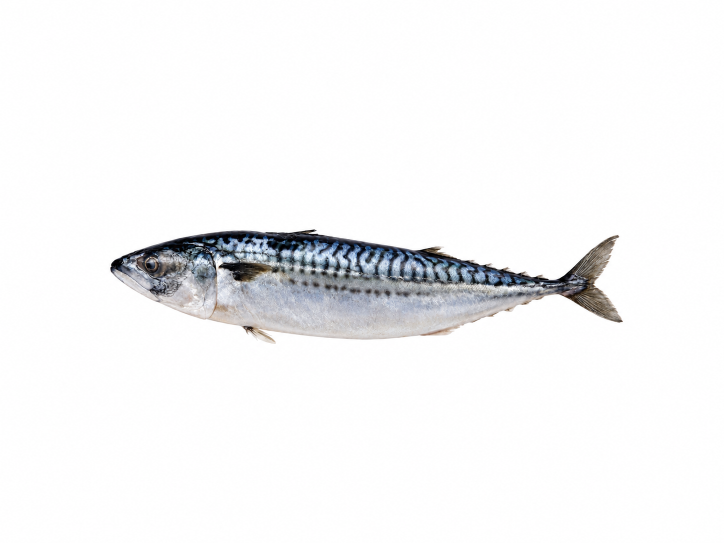 Photo Atlantic mackerel 600+ (frozen) Norway