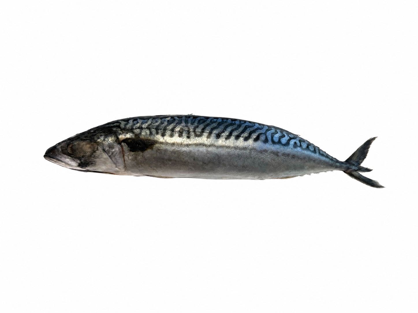 Photo «Atlantic mackerel» 400-600 Frozen